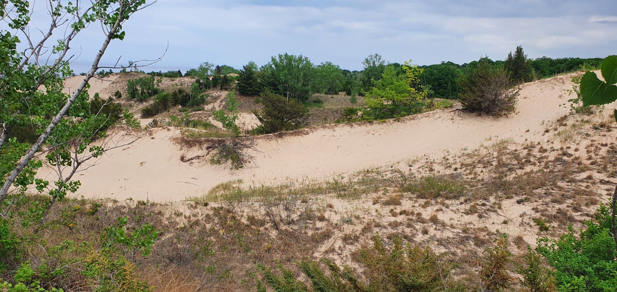 Expansive sandy dunes with scattered green vegetation under a cloudy sky. - Dune Succession Trail