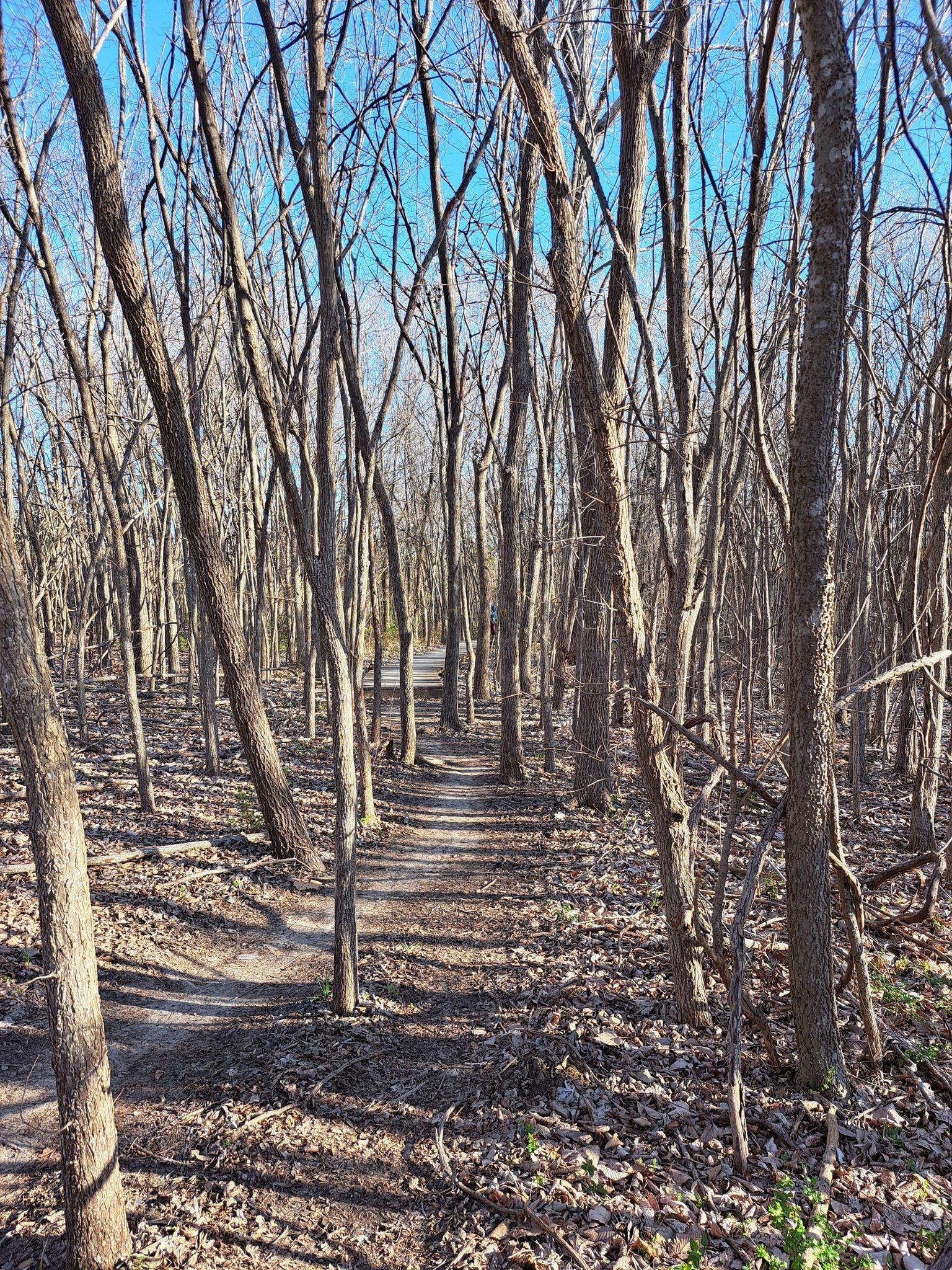A narrow dirt path winds through a dense, bare winter forest under blue sky. - Rowlett Creek Trail Loop