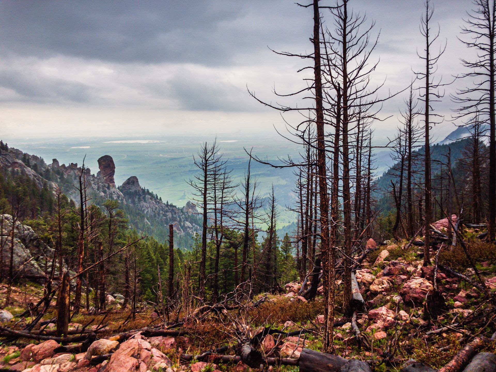 A rocky, forested mountain slope with many dead trees under a cloudy sky. - Bear Peak & South Boulder Summit loop