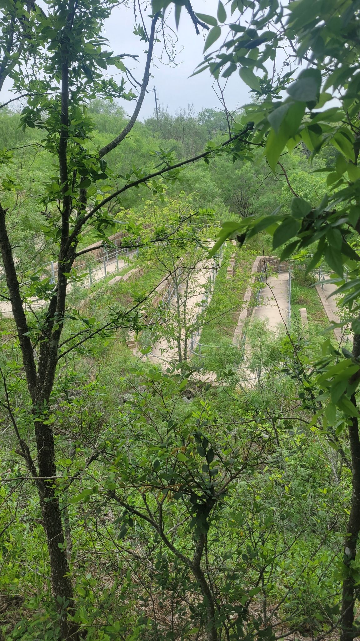 Concrete structures partially hidden by dense green foliage under an overcast sky. - Mitchell Lake – Medina River Bridge loop from Somerset