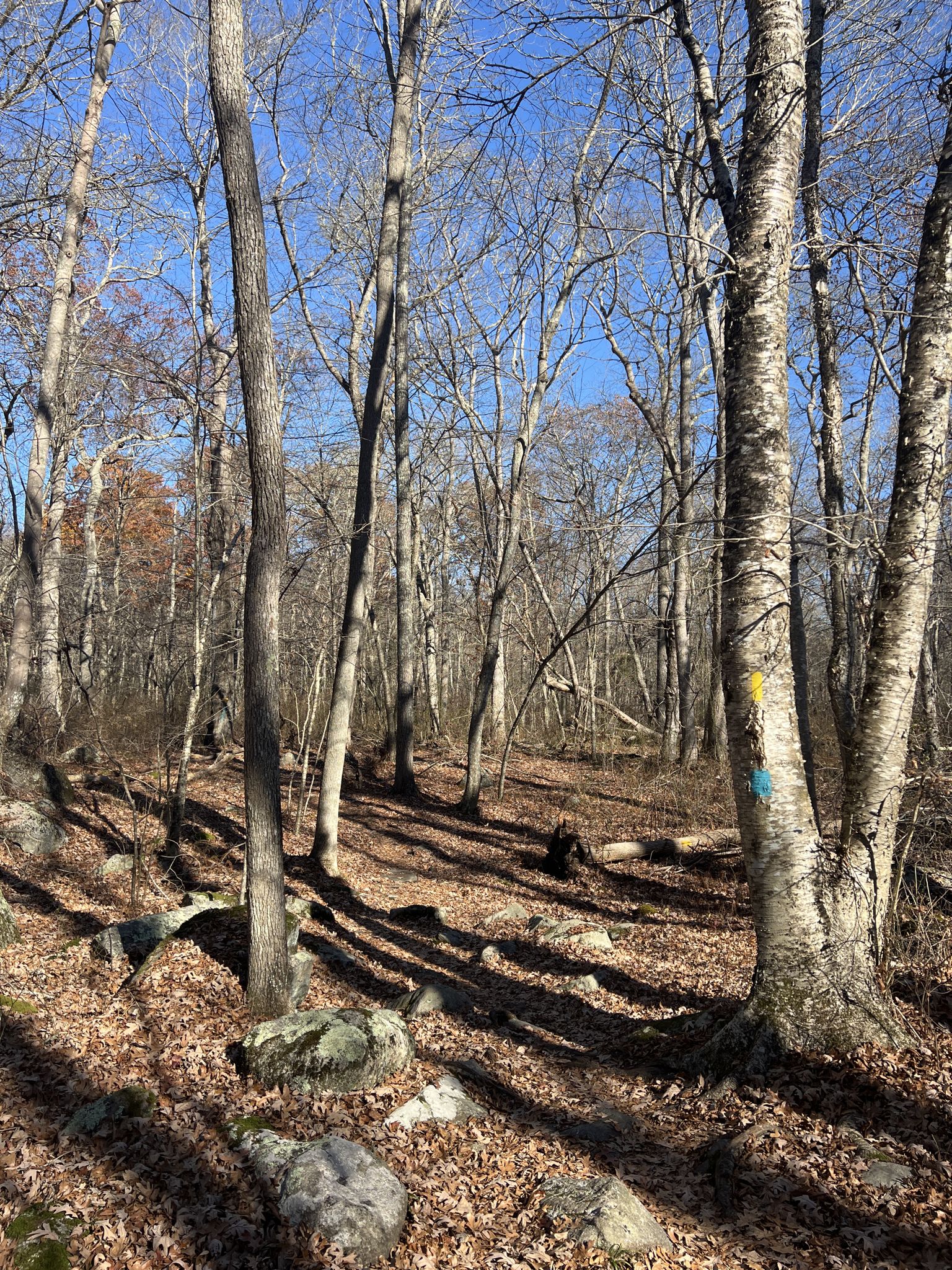 Sunlit forest floor with bare trees, rocks, and trail markers on a tree. - North South Trail: Charlestown to Wood River Junction