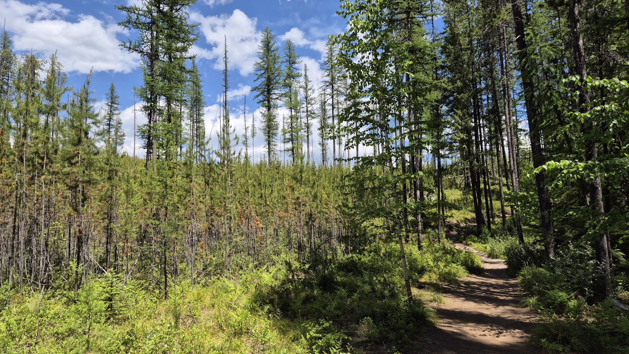 Dirt path winding through a dense forest of tall and young pine trees. - Lake McDonald – Beach at Lake McDonald loop from Coal Creek