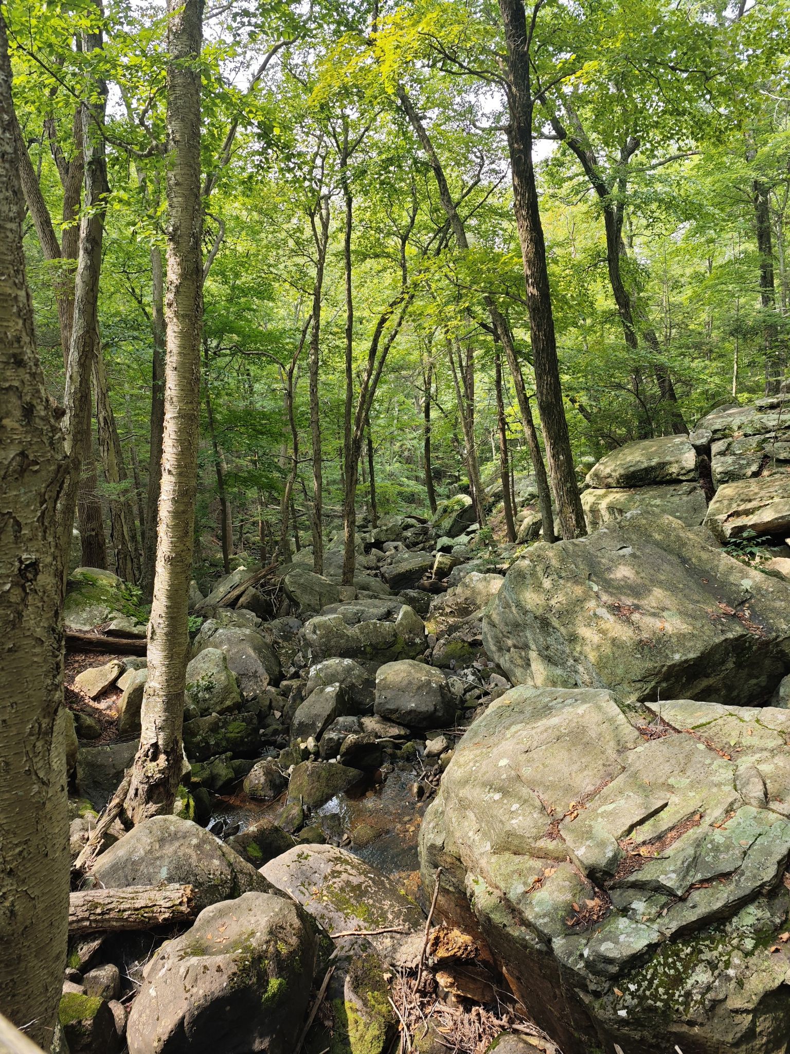 Sunlight filters through green trees over a rocky stream in a dense forest. - Stony Brook and Pine Meadow Brook Loop