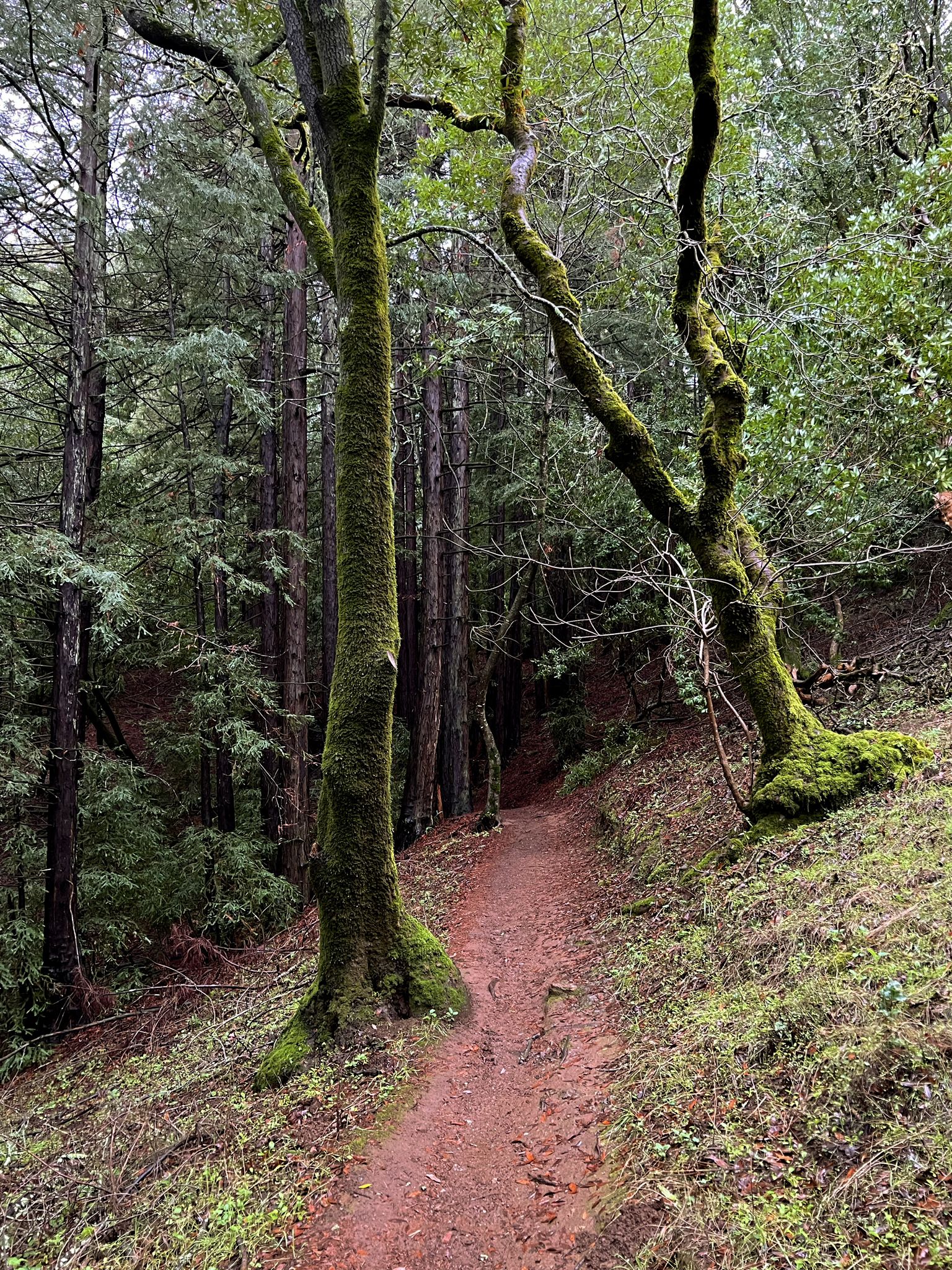 A winding dirt path through a forest with mossy tree trunks. - Big Trees & Bay Area Ridge Trails loop — Indian Tree Open Space Preserve