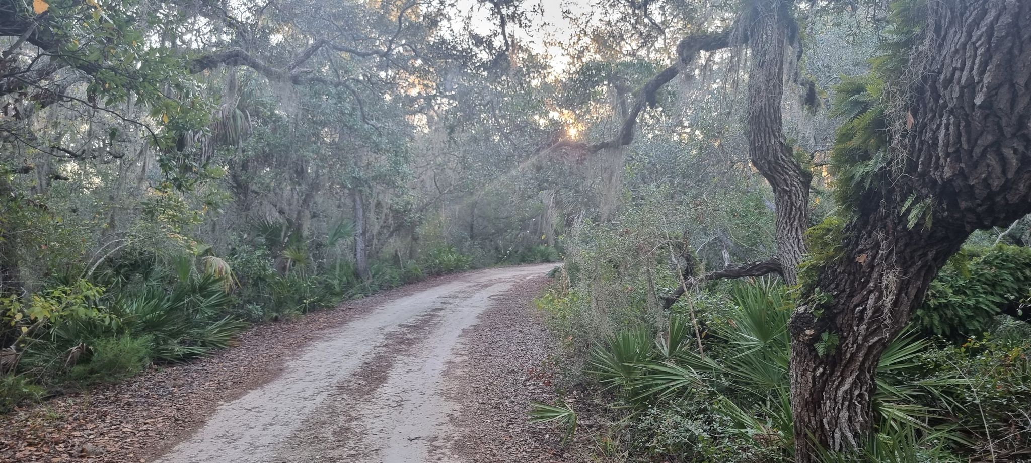 Dirt road winding through a dense forest with sunlight filtering through trees. - Cedar Key Scrub State Reserve loop