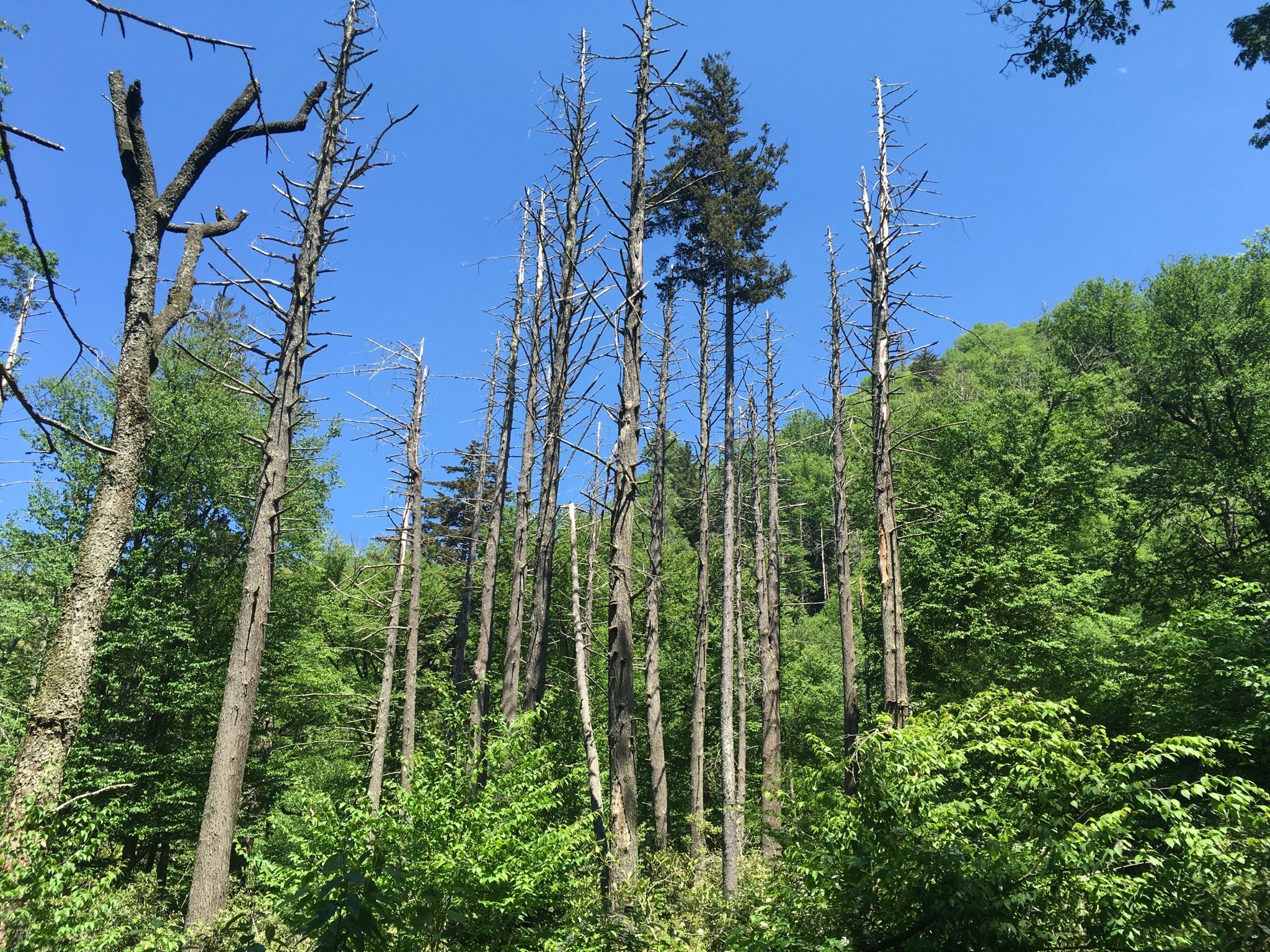Tall, bare tree trunks stand among green forest under a blue sky. - Chimney Tops Trail