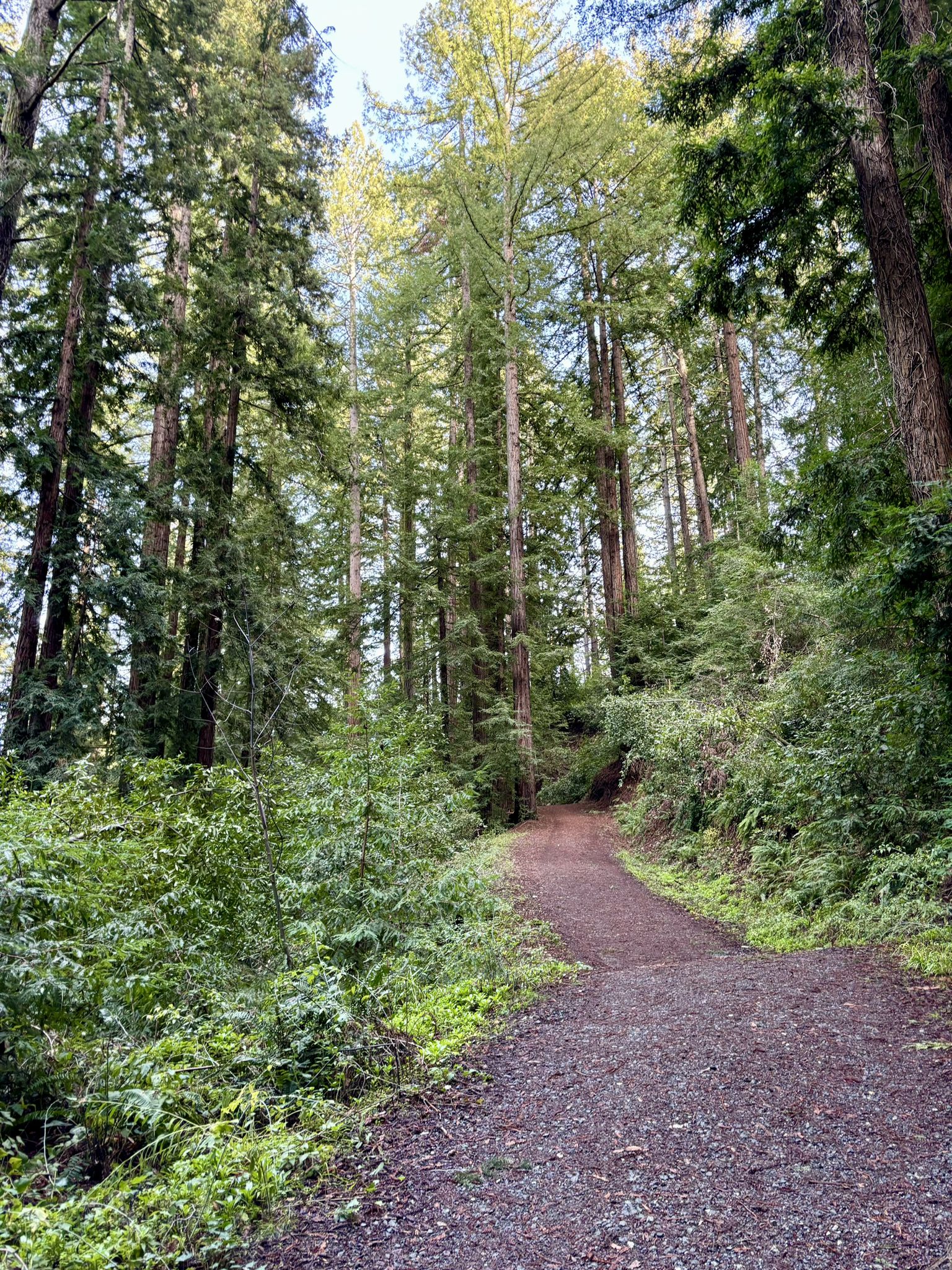 A dirt path winding through a dense forest of tall, green trees. - Madrone Knoll Loop