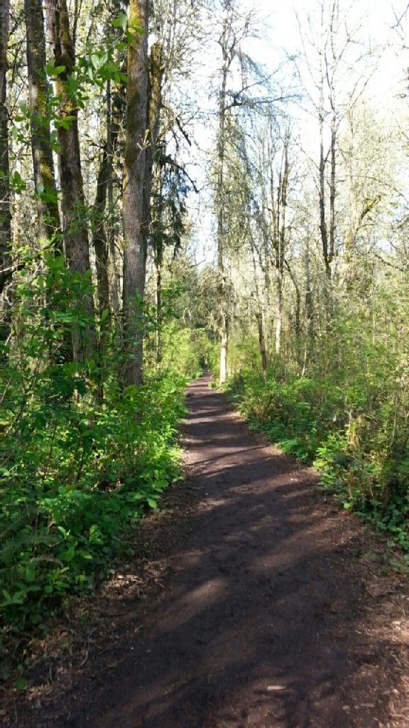 Sunny dirt path winding through a dense, green forest. - Willamette River views loop from Hidden Springs Open Space