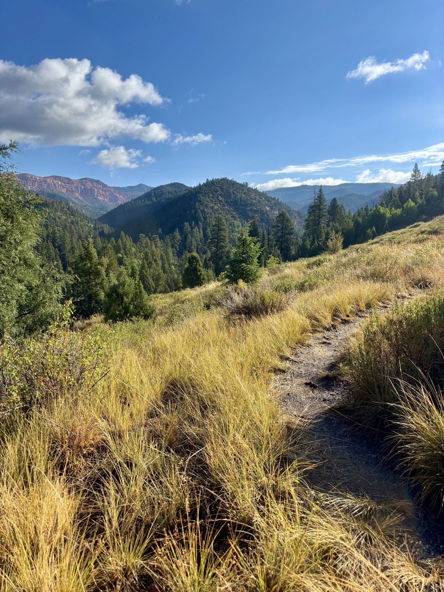 Dirt trail through golden grass, leading to forested mountains under blue sky. - Rattlesnake Creek - Ashdown Gorge Trail