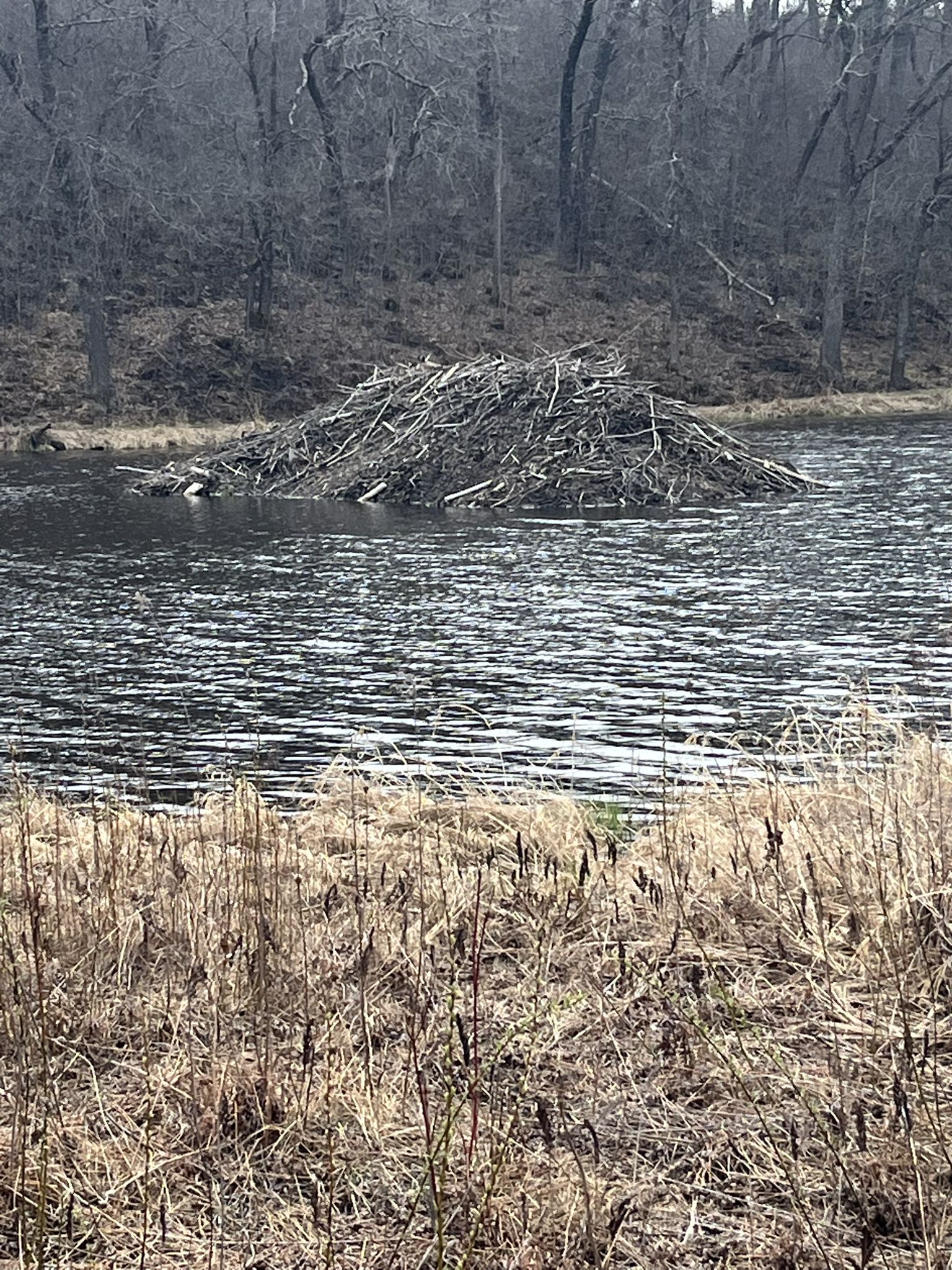 A large beaver lodge sits in rippling water, surrounded by dry reeds. - Running loop from William O'Brien State Park