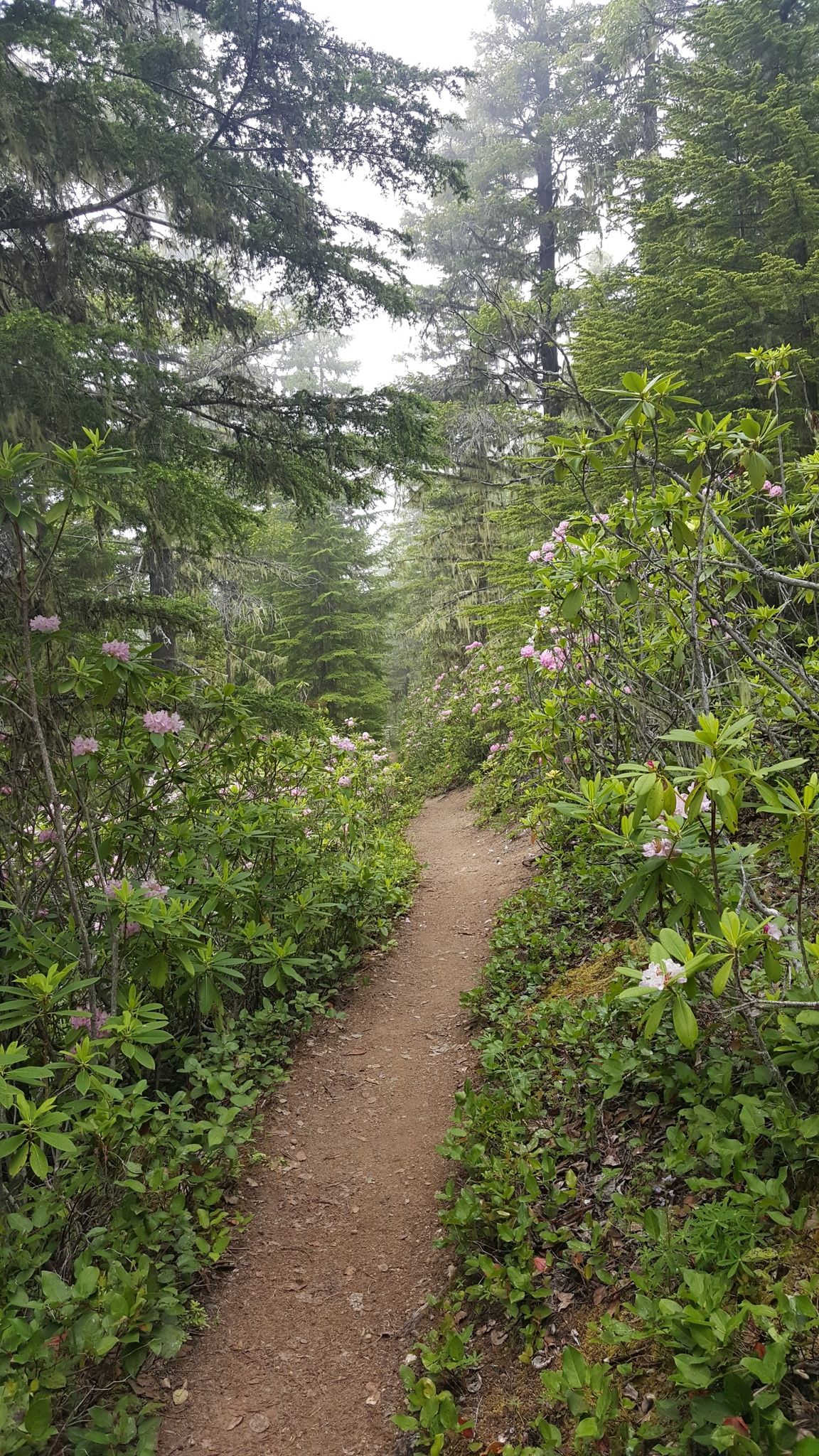 Narrow dirt trail winding through a misty forest with flowering bushes. - Tull Canyon Trail via Tubal Cain Trail