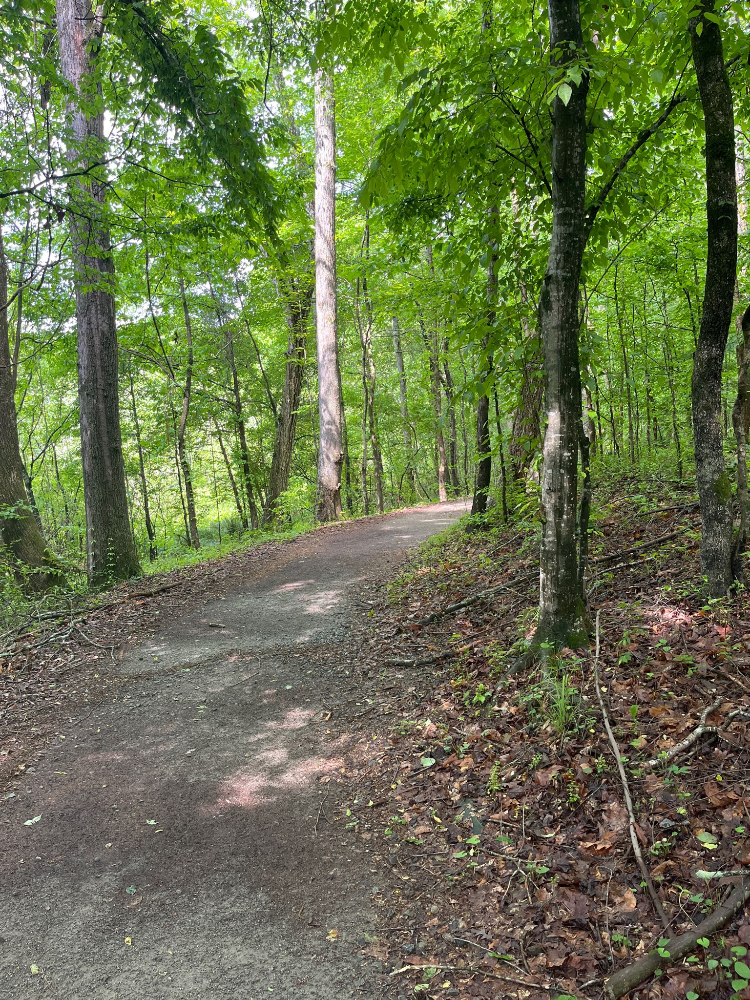 A dirt path winds through a lush green forest with tall trees. - Ivy Creek Greenway