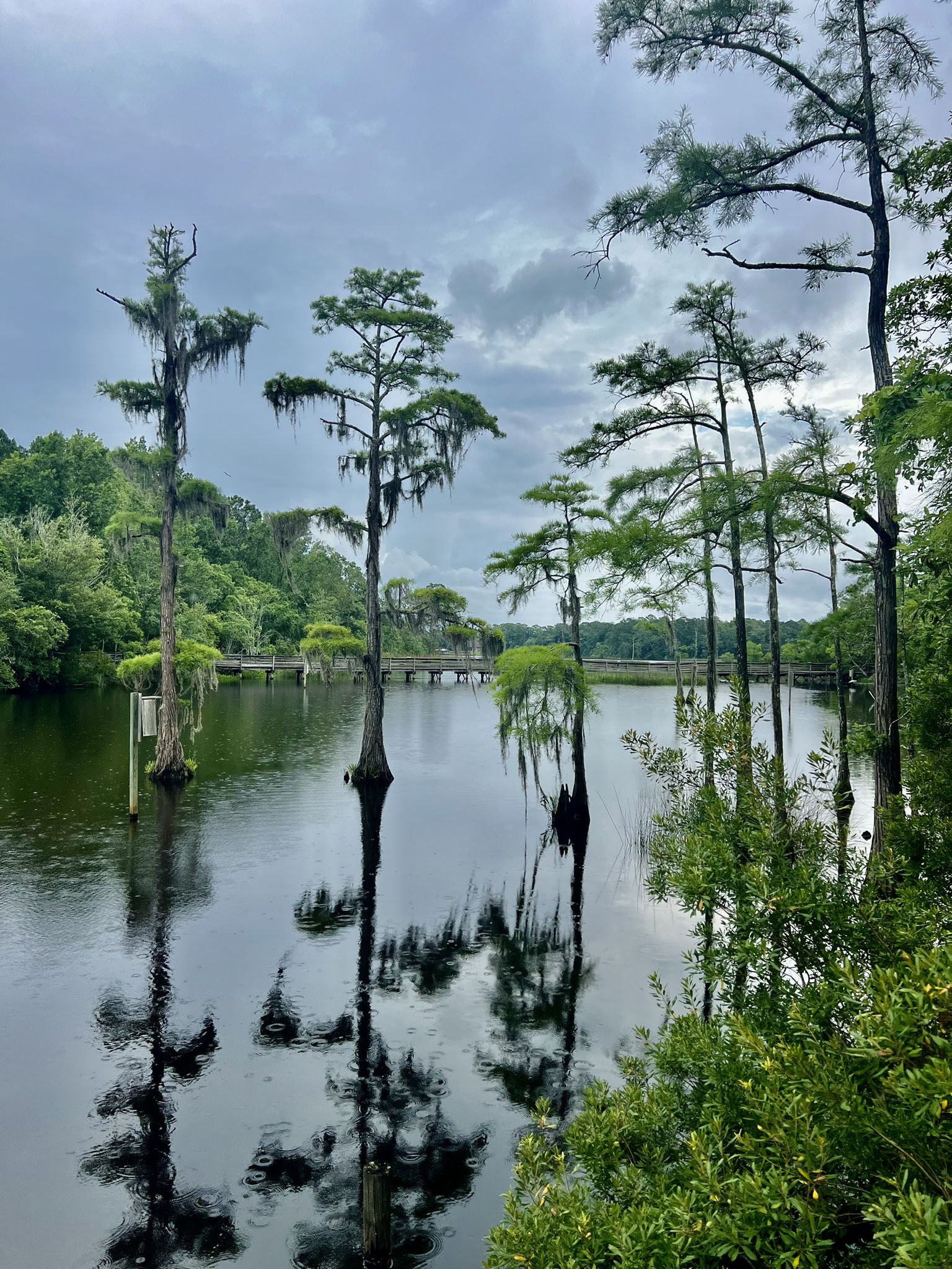 Tall cypress trees with reflections stand in calm water under a cloudy sky. - Bayou Boardwalk Loop