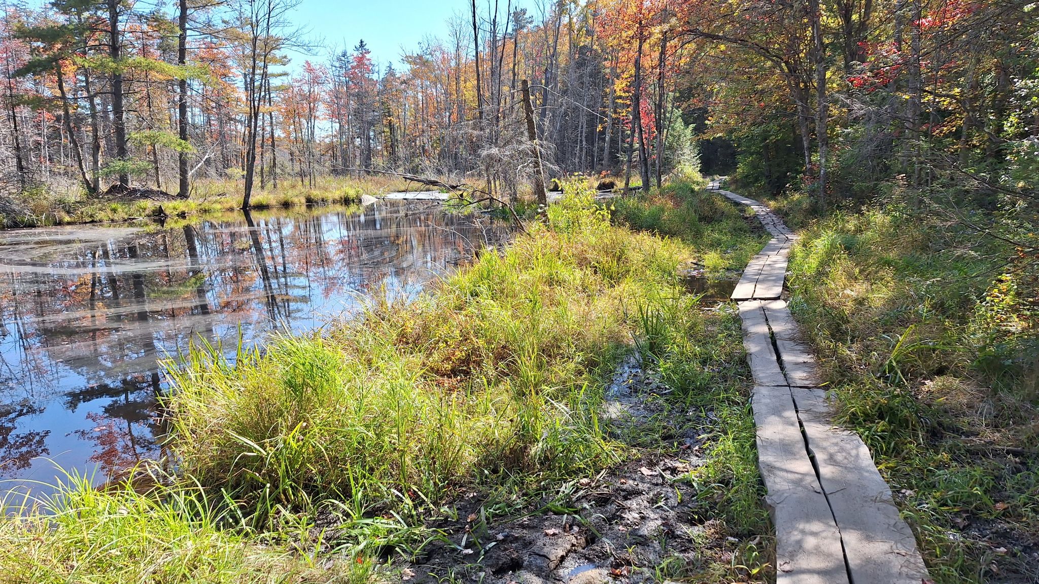 Wooden boardwalk alongside a calm pond with vibrant autumn trees under sunny skies. - Watatic Summit