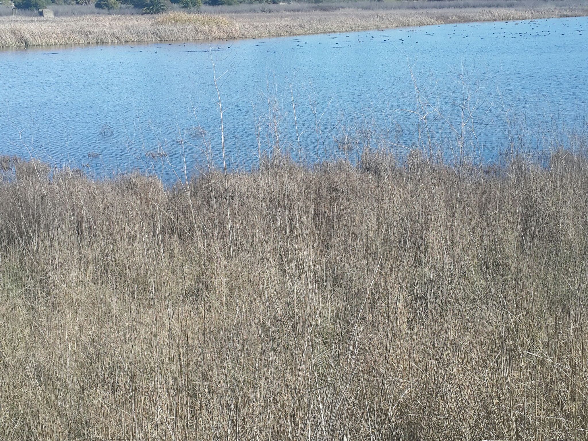 Blue water with many ducks behind a foreground of tall dry reeds. - Mare Island San Pablo Bay Loop Trail