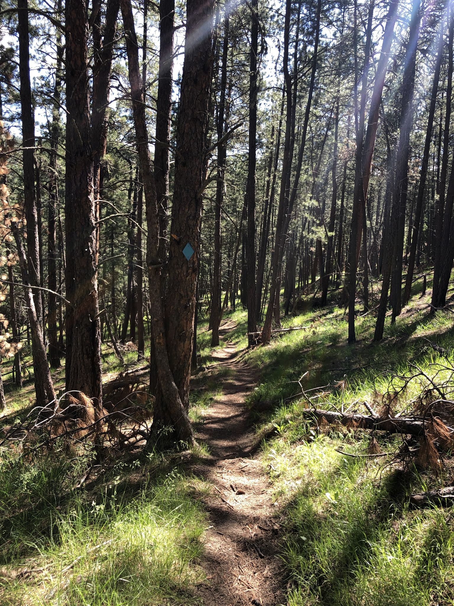 Sunlight filters through tall pine trees onto a winding forest path. - The Lost Trails: Upper Loop and Overlook