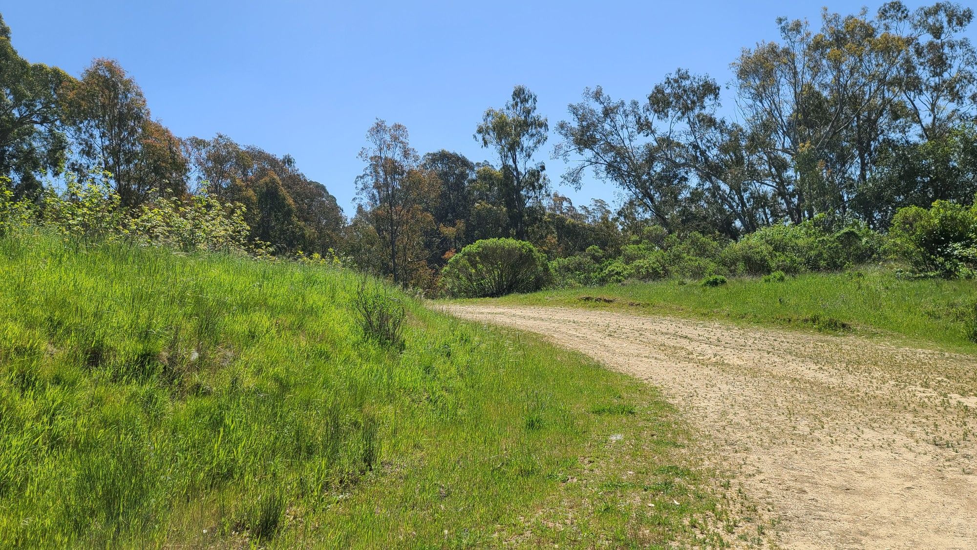 A wide dirt path curves through a vibrant green field under a clear sky. - East Bay Skyline National Recreation Trail