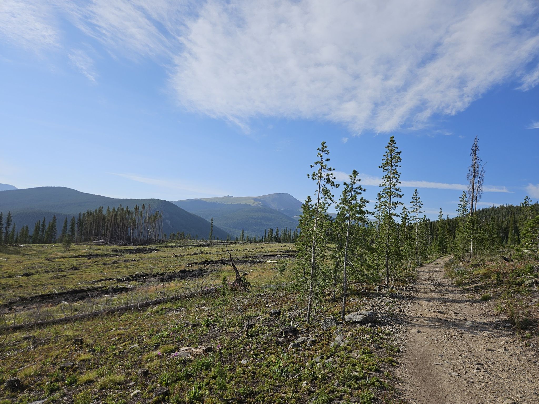 A dirt road cuts through a partially cleared forest with distant mountains. - Francie's Cabin – Burro Trail loop from Breckenridge