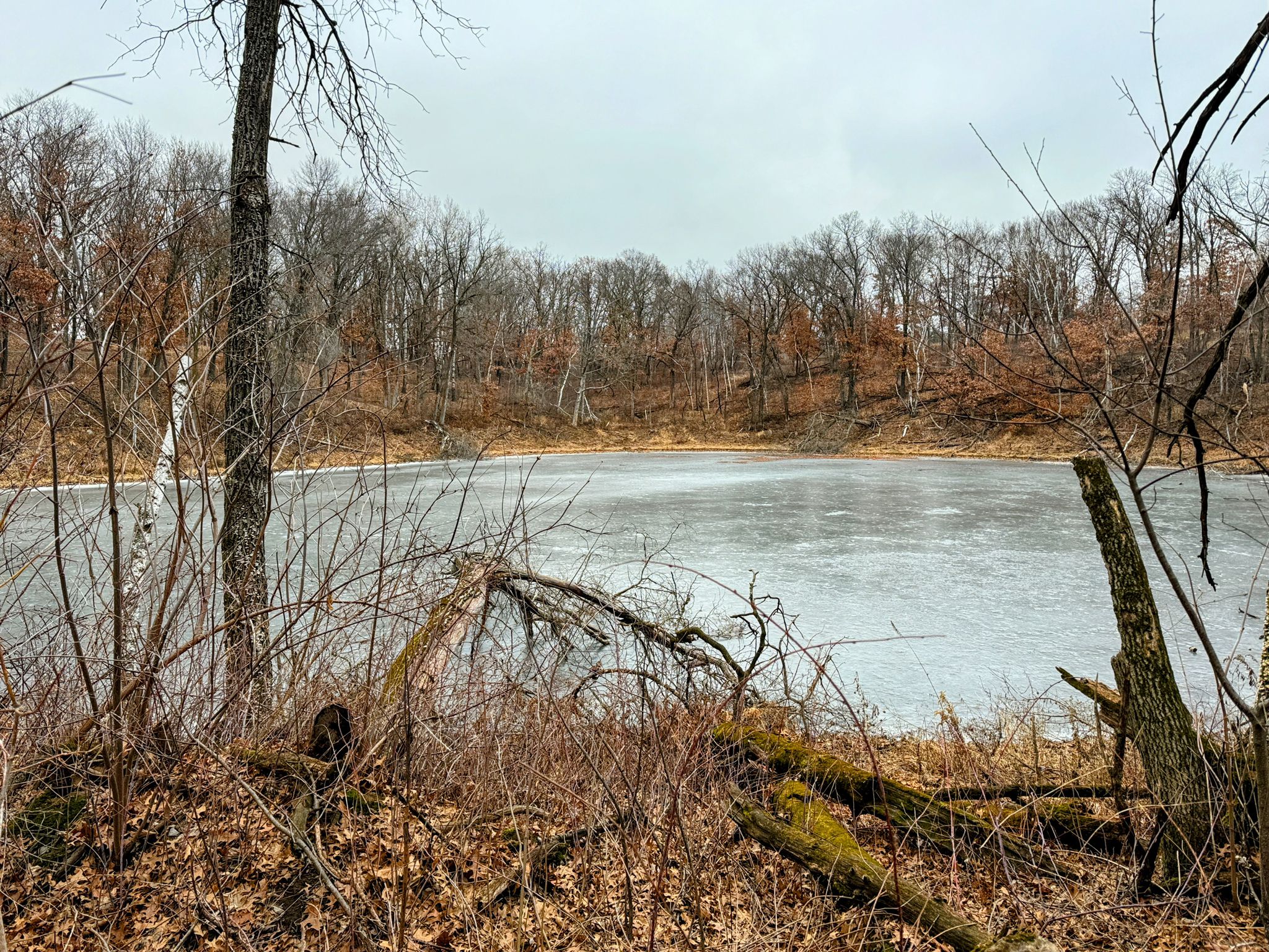Icy lake surrounded by bare winter trees and fallen logs under an overcast sky. - Portage Lake Loop