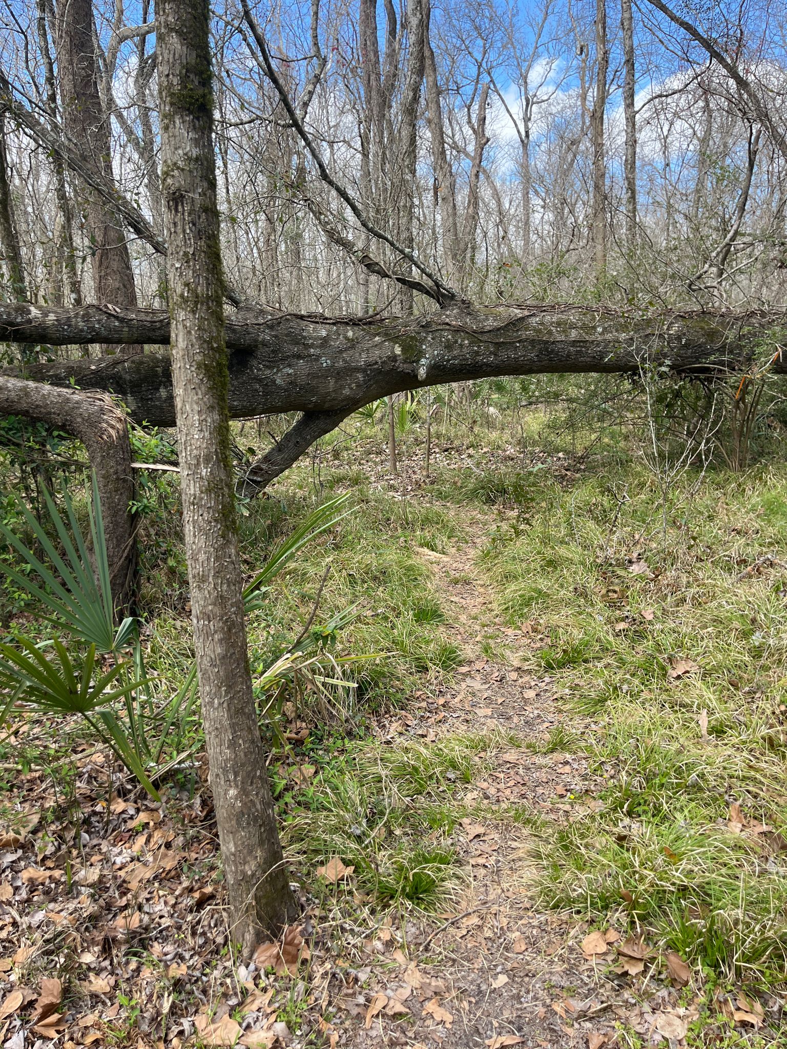 A large fallen tree trunk blocks a narrow dirt path in a forest. - Moonseed Loop