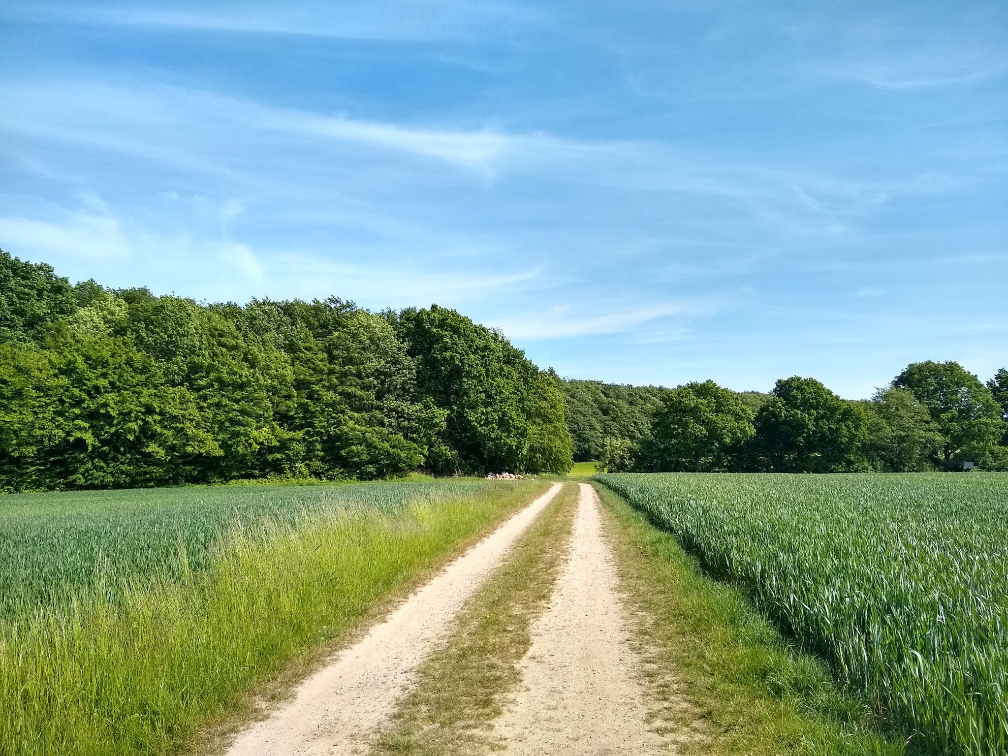 da vorn geht es um die Kurve und dann in den Wald hinein