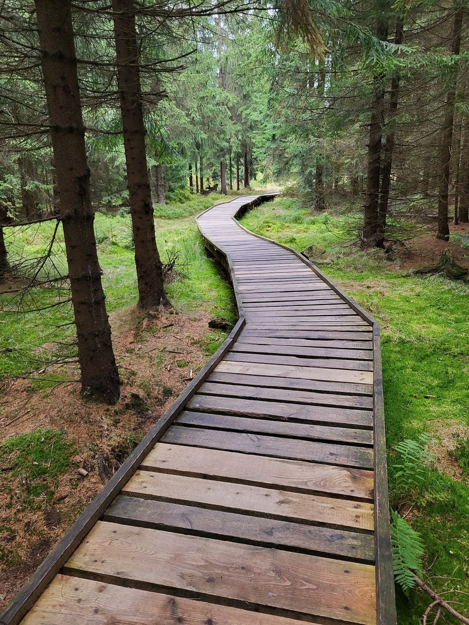 Da bist du auf dem Holzweg!