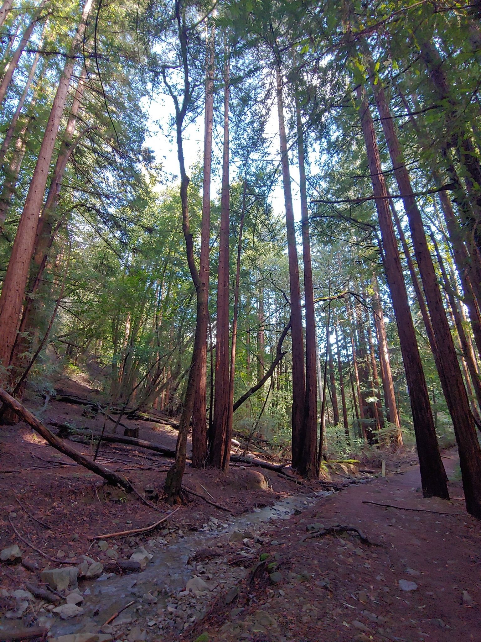 A small stream flows through a forest of tall trees with dappled sunlight. - Dawn Falls and King Mountain Loop
