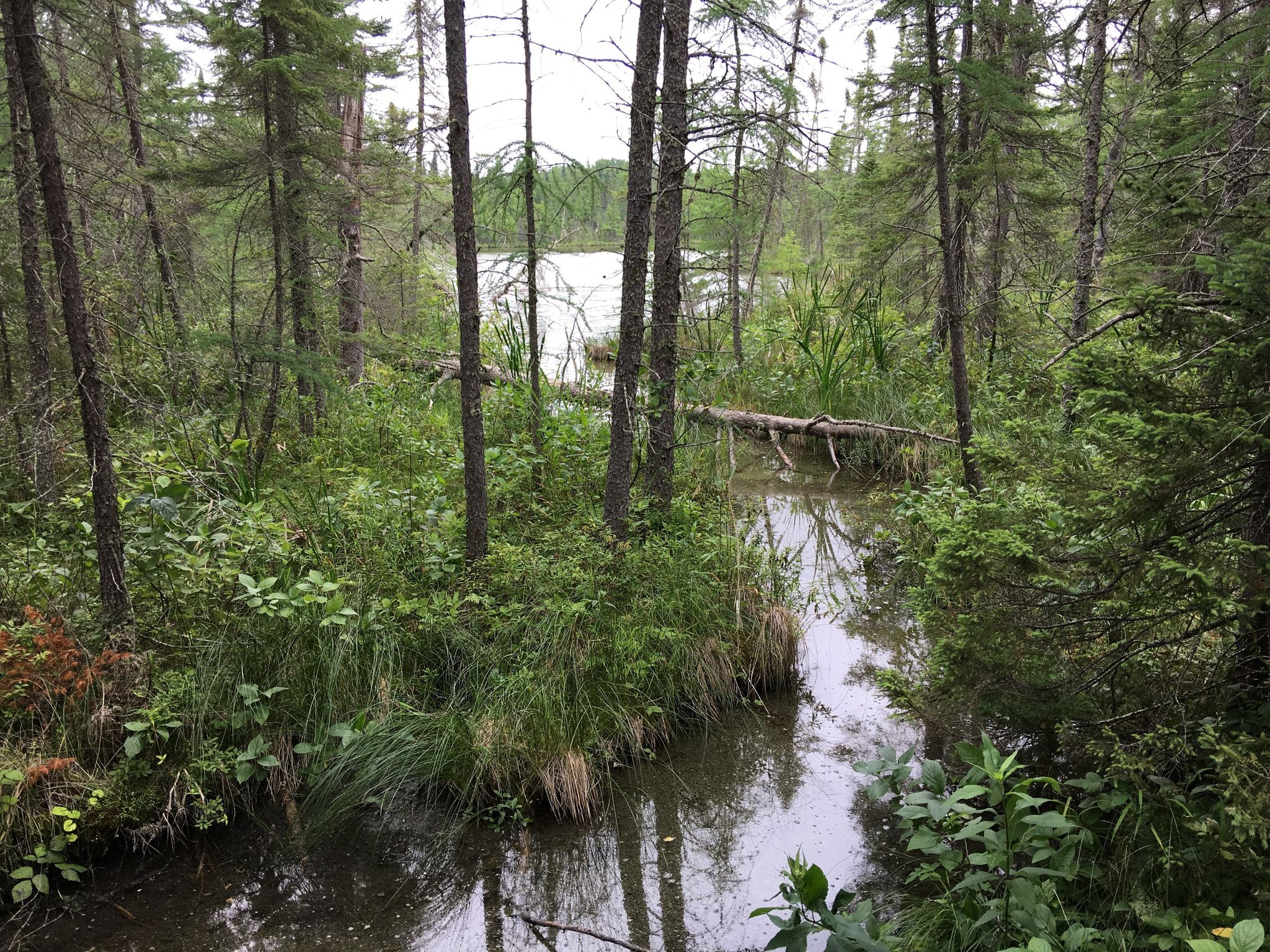 Narrow stream winding through a dense, lush forest on an overcast day. - Bog Walk Trail