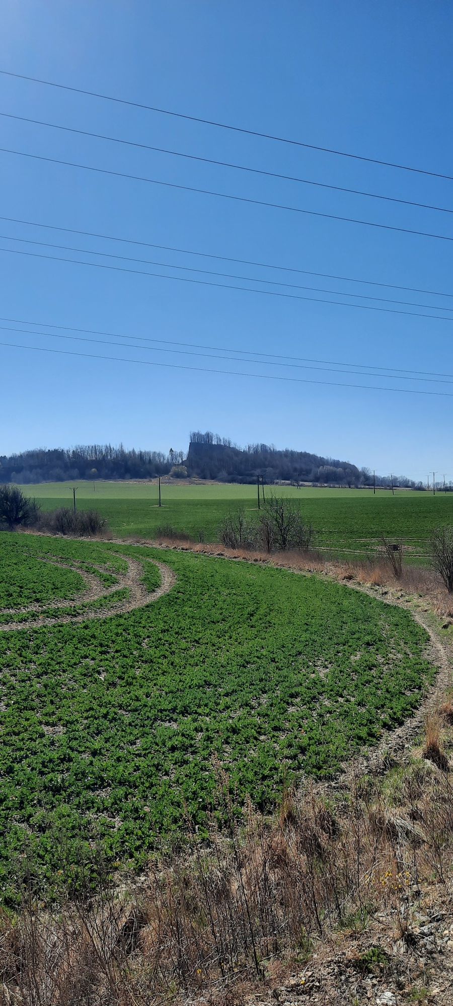 Wilczak