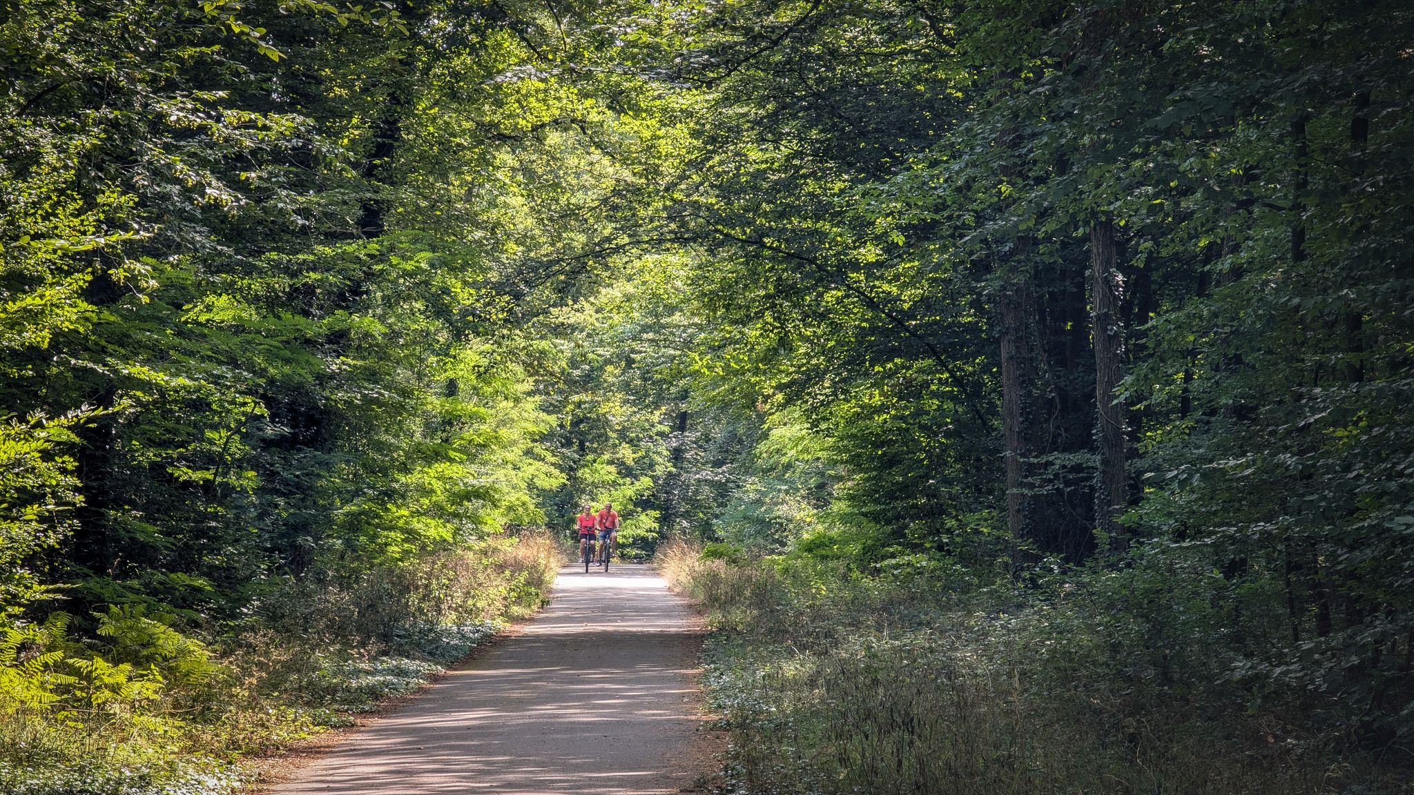 Durch den Wald nach Haguenau