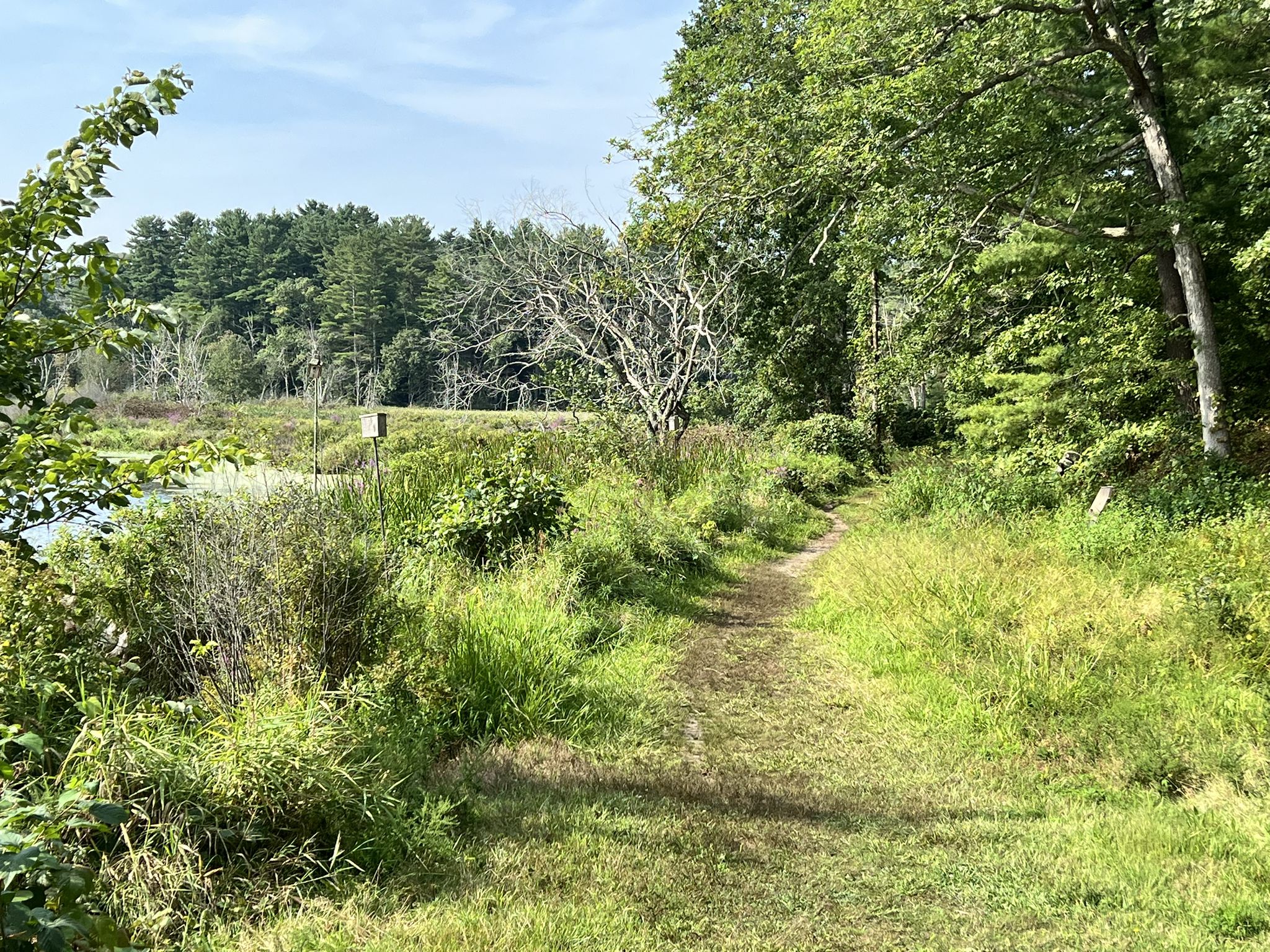 A grassy path leads into a dense forest next to a marshy area. - Bay Circuit Trail and Rocky Narrows Loop