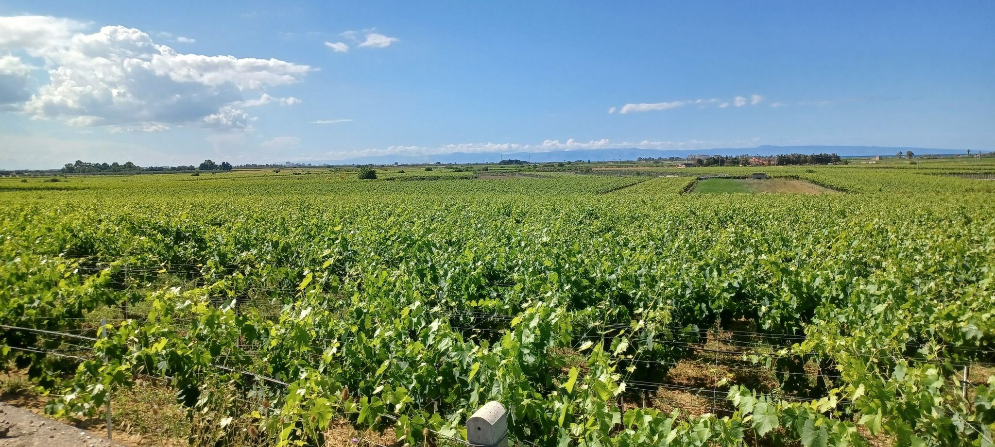 vigneti a perdita d'occhio