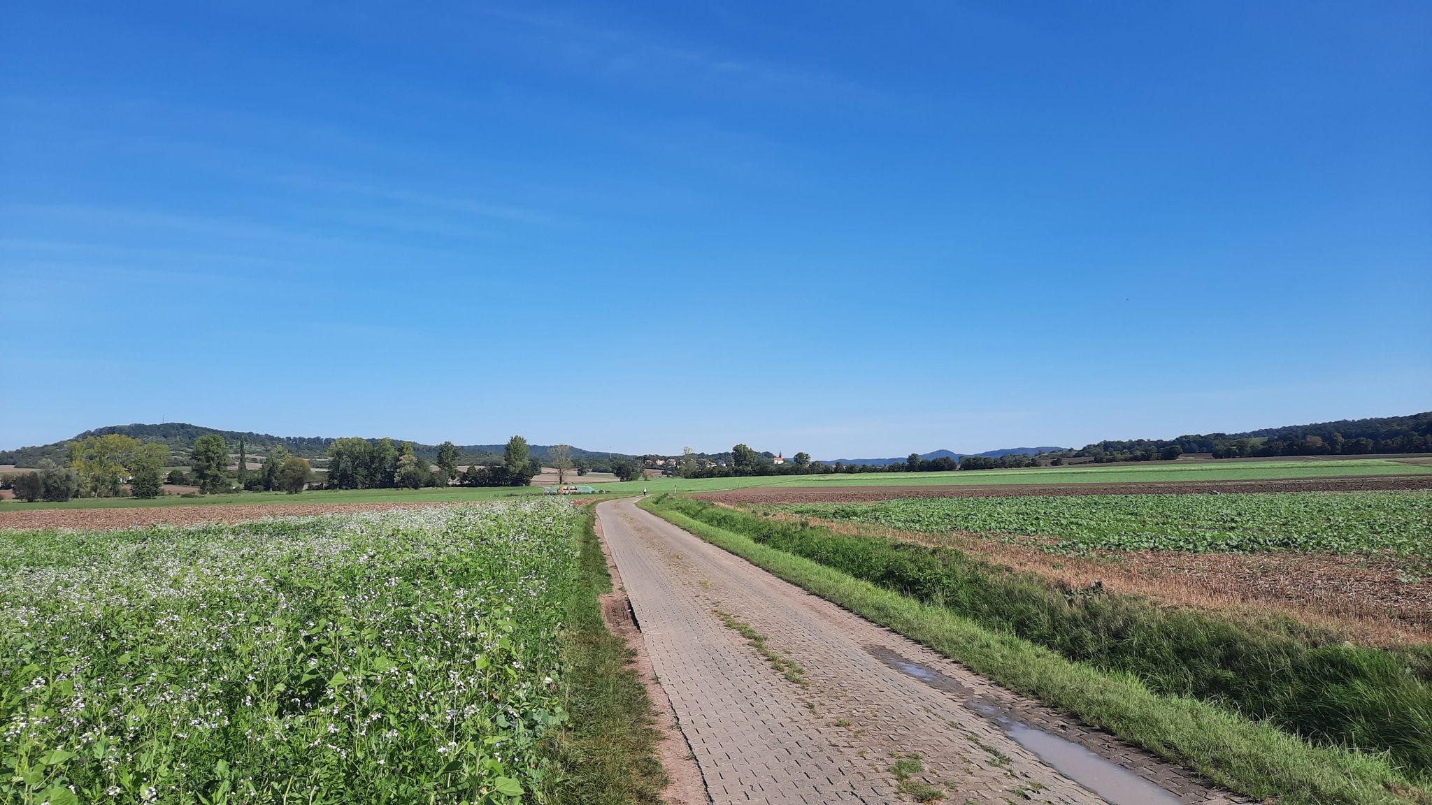 Fr. Saale-Radweg bei Ipthausen