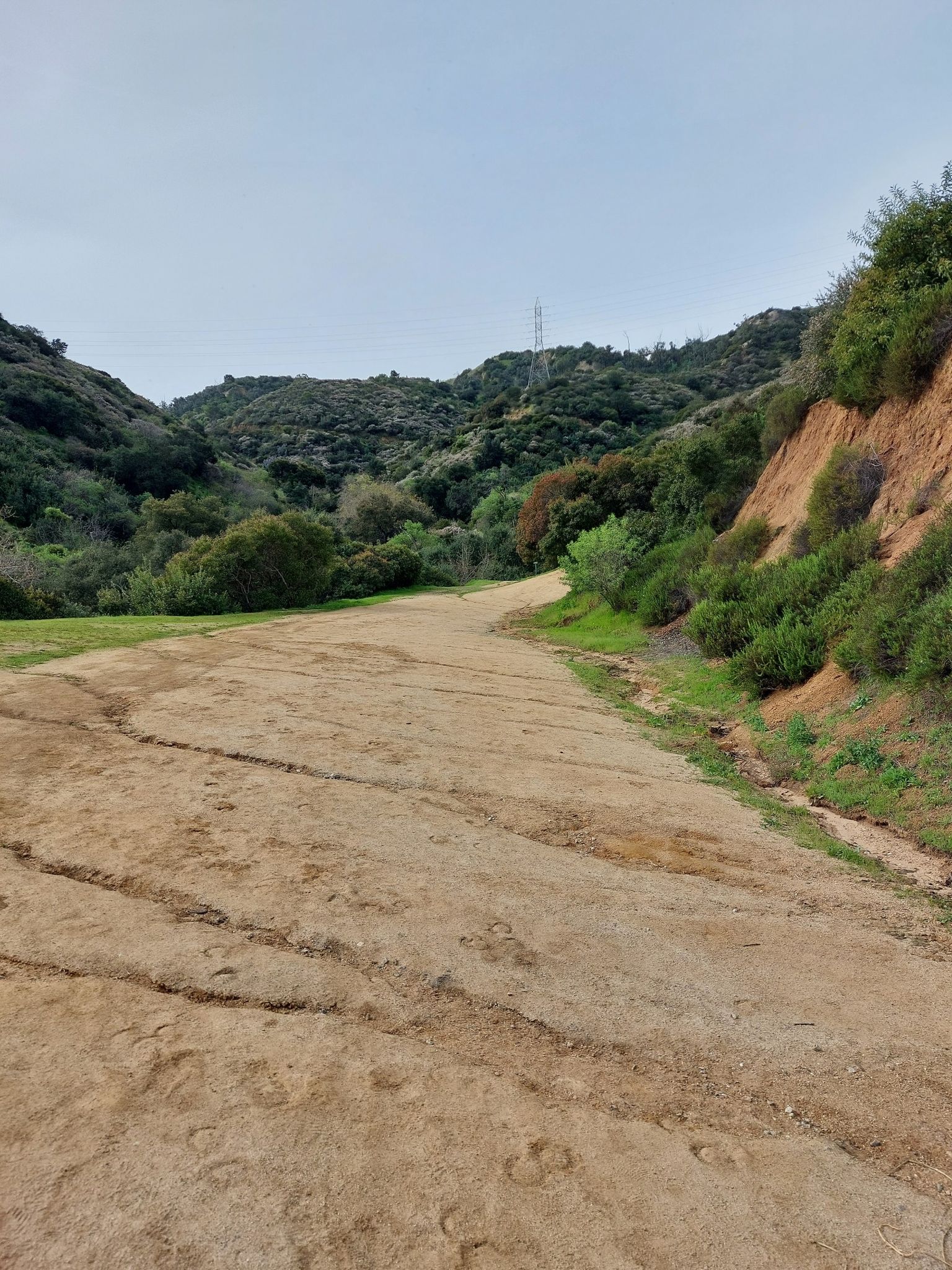 Wide dirt path winding through green, brush-covered hills under an overcast sky. - Ladder to the Trail loop from Los Angeles Zoo