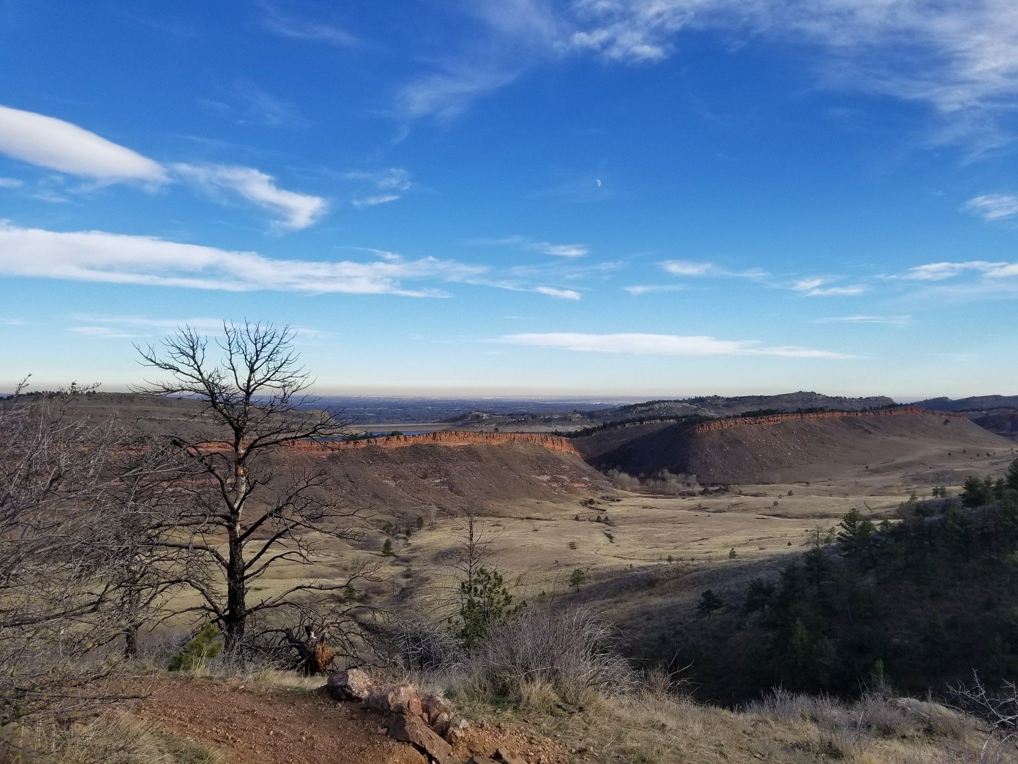 Bare tree overlooking a wide valley with red rock formations under a blue sky. - Howard and Westridge Loop Trail