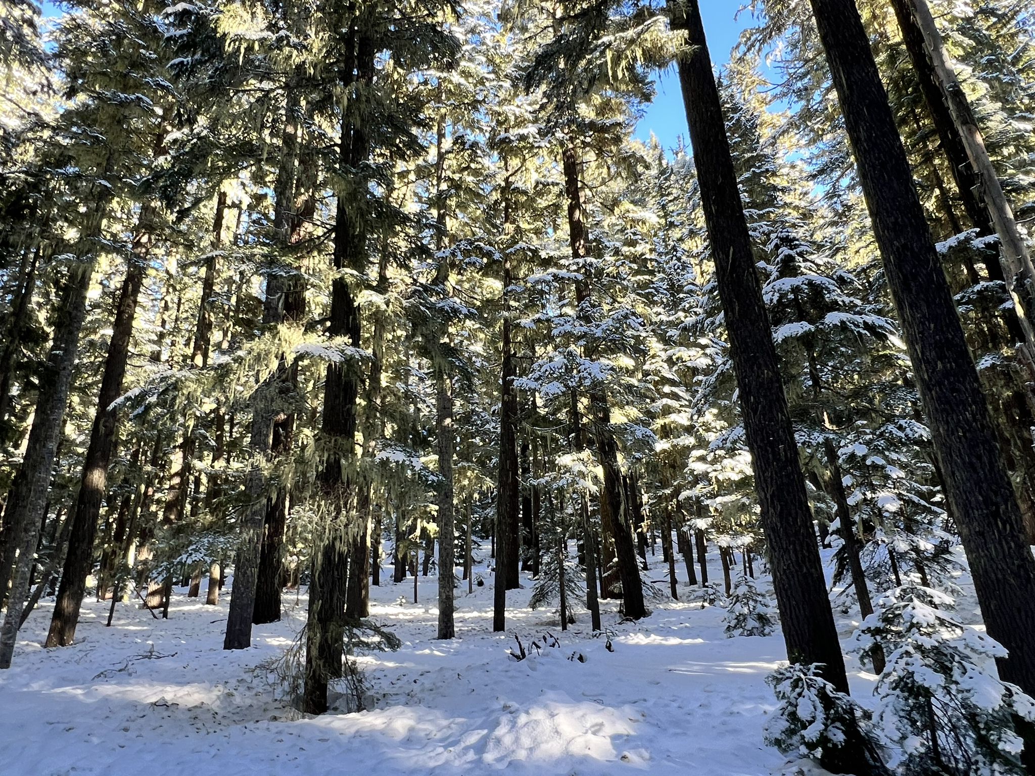 Sunlight filters through tall, snow-dusted evergreen trees in a peaceful winter forest. - Gold Lake & Salt Creek Falls loop