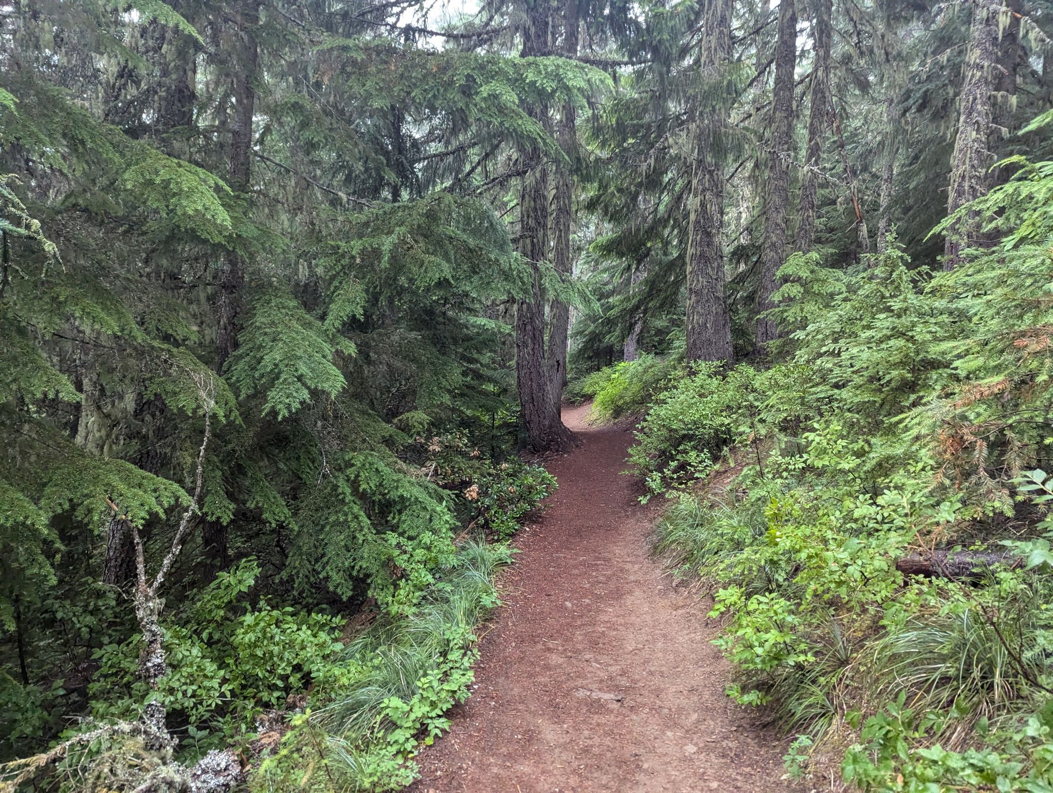 Narrow dirt trail winding through a dense, lush evergreen forest. - Frog Lake Butte Twin Lakes Loop