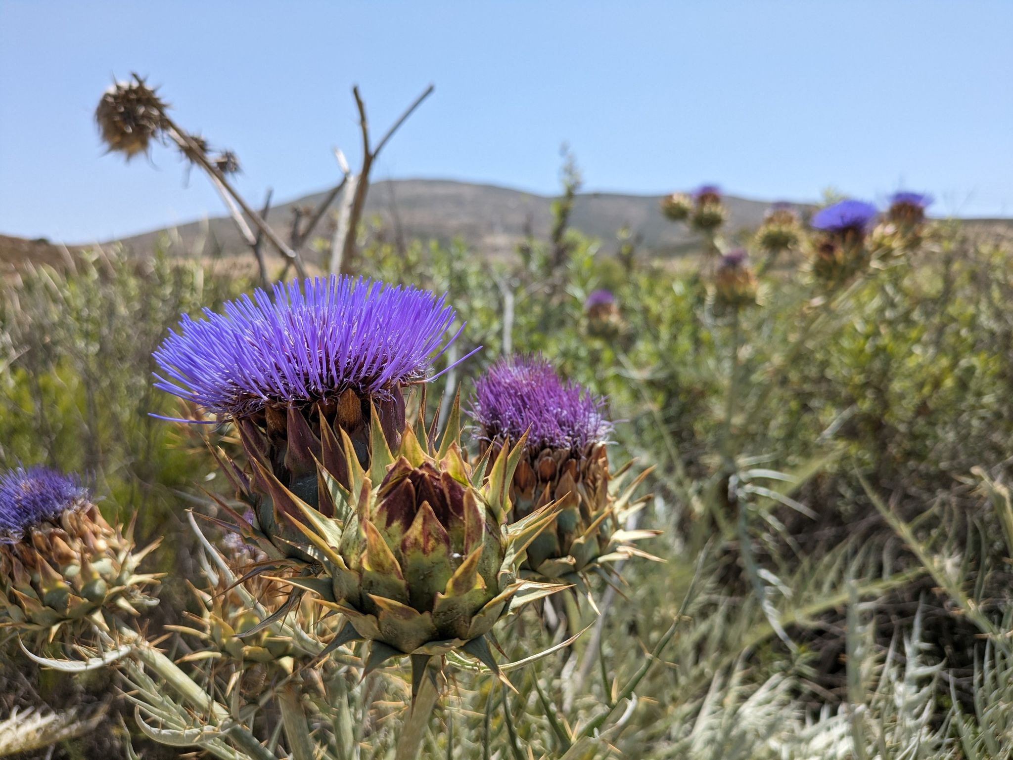 Close-up of vibrant purple thistle flowers with a blurry natural background. - Rock House Trailhead – Tiki Hut loop from Mount San Miguel Park