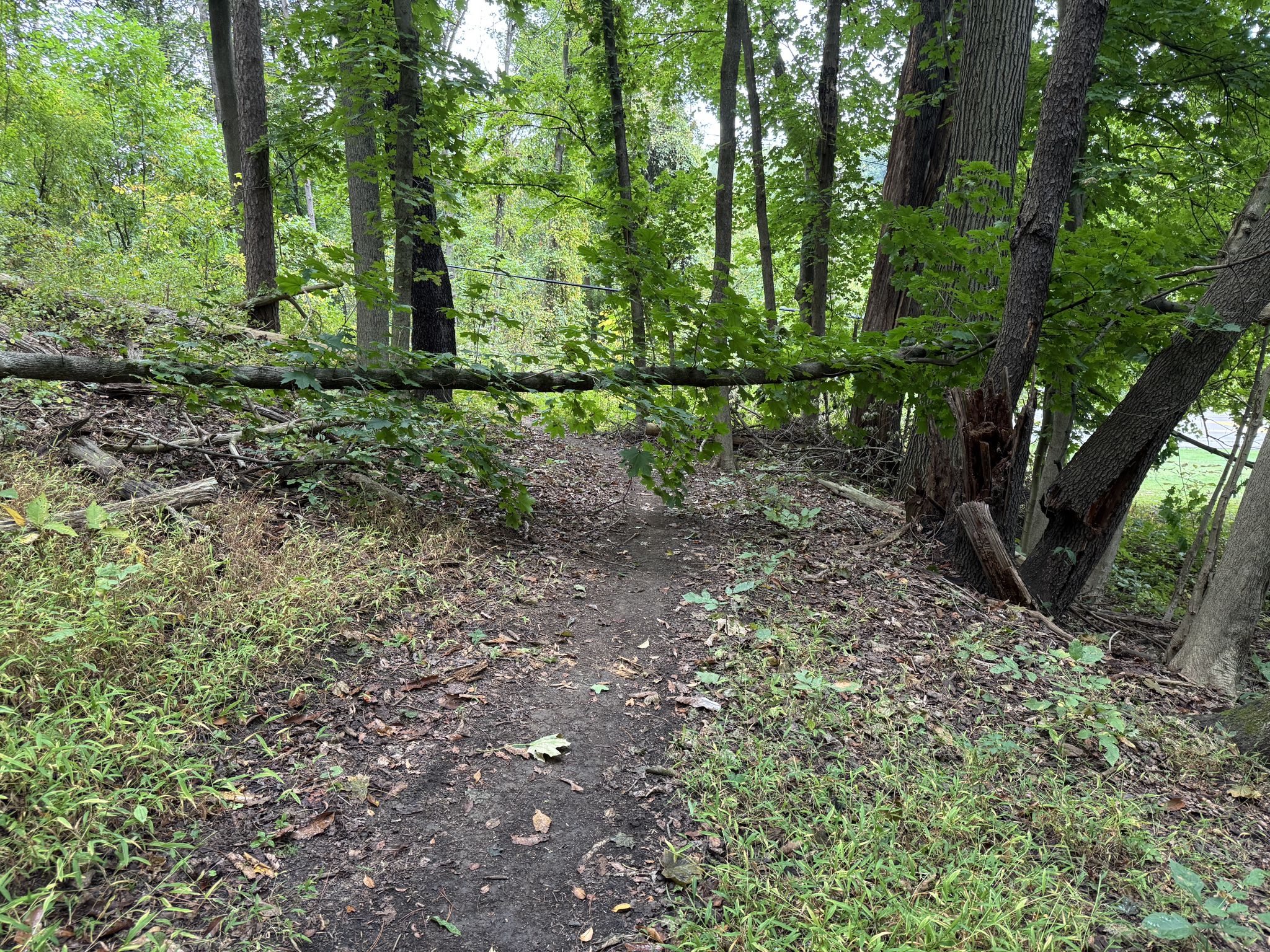 Dirt path blocked by a fallen tree branch in a dense green forest. - South Park Turtle Pond – Duck Pond loop from South Park Township