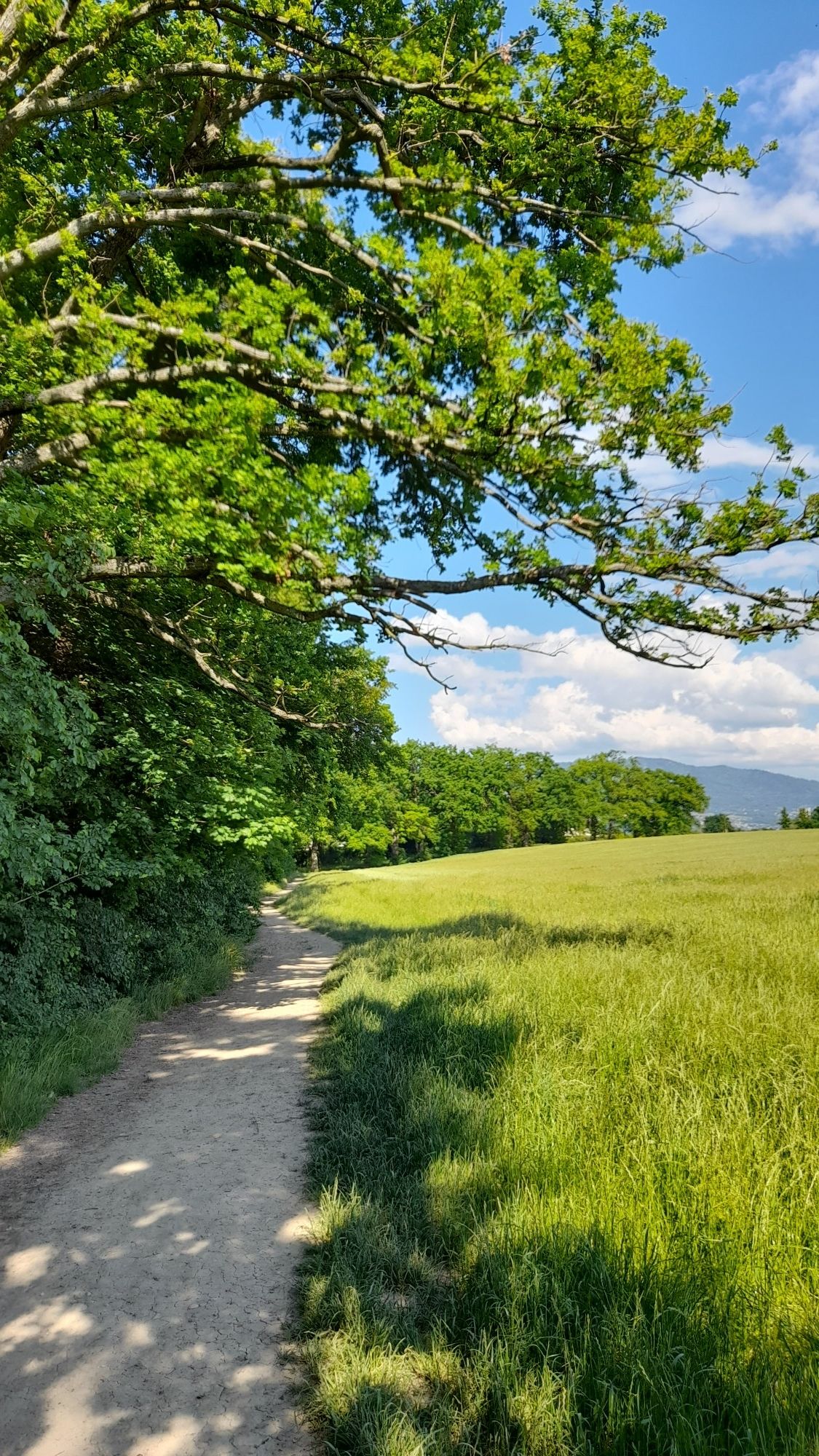 Waldrand