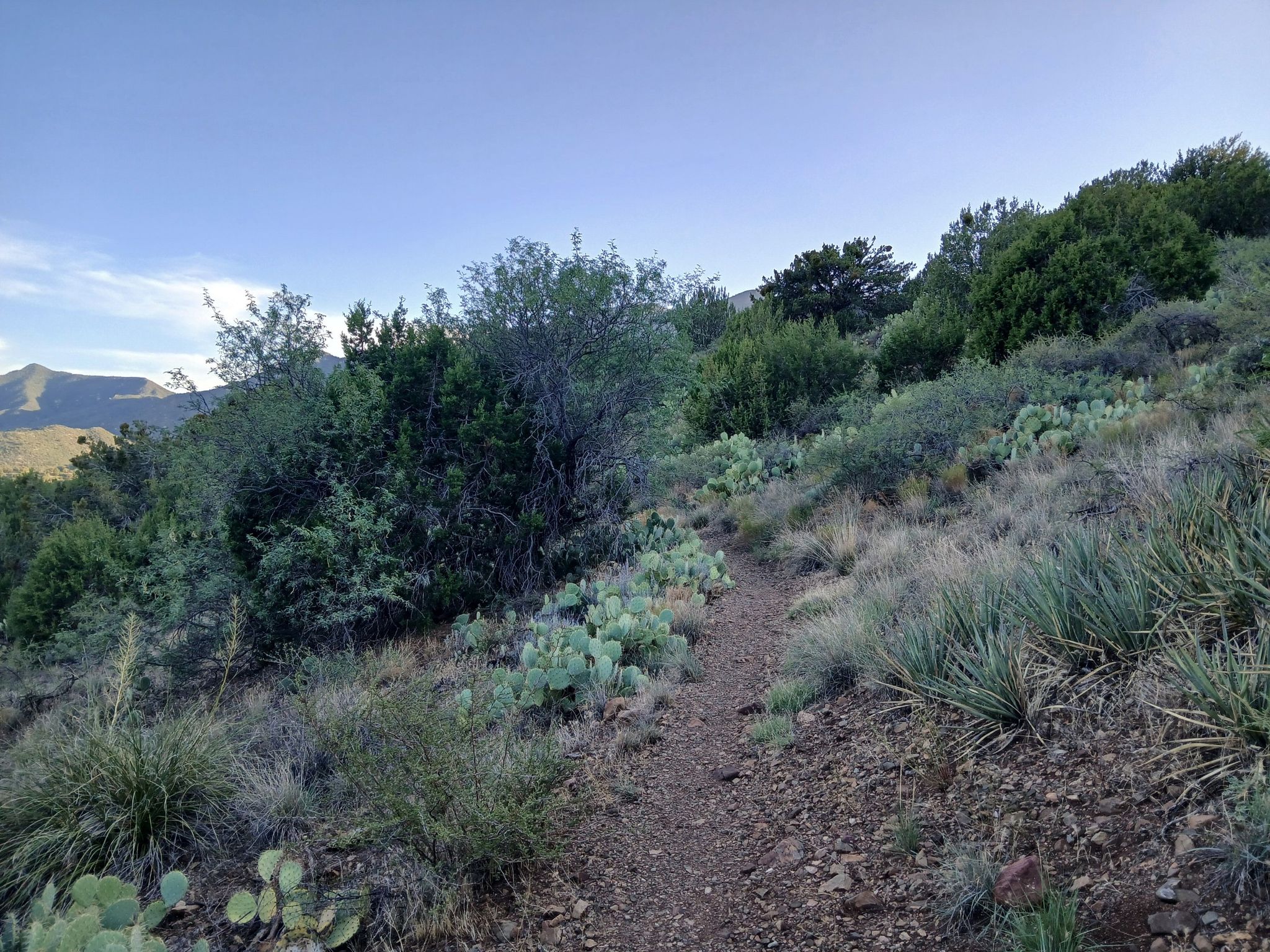 Dirt trail ascends a sunny, arid hillside with green bushes and distant mountains. - Black Canyon Trail #114