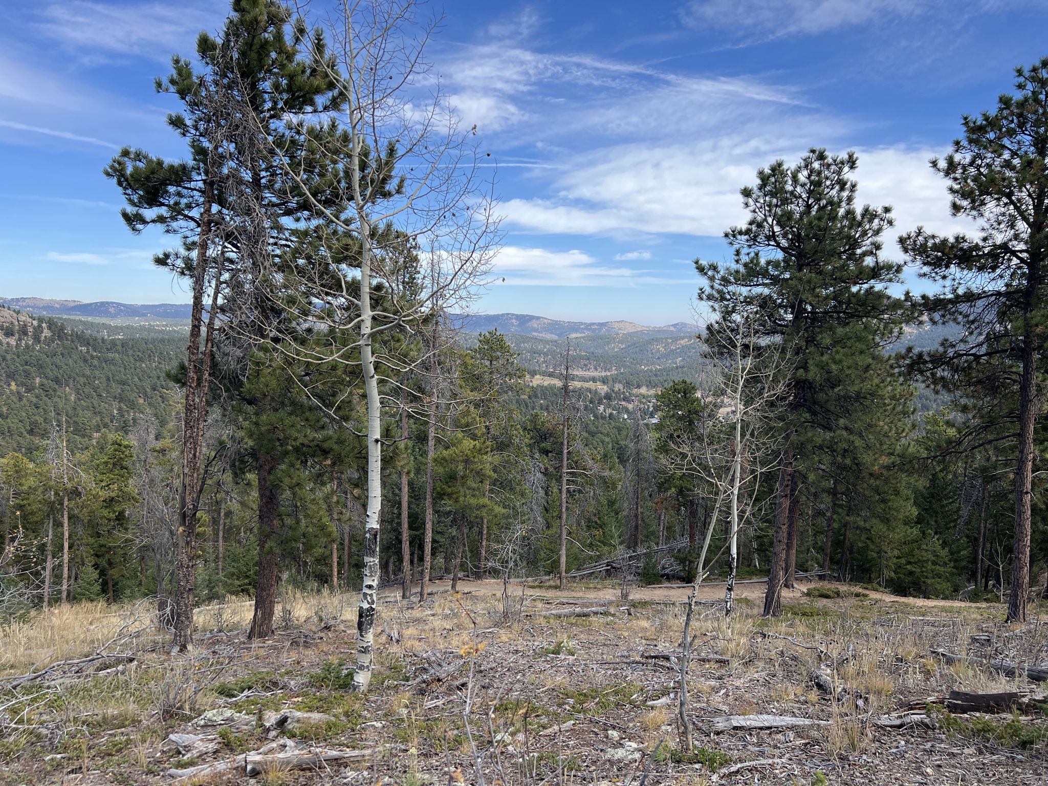 Pine and aspen trees on a hillside, overlooking distant mountains under blue sky. - Evergreen Mountain Summit Loop