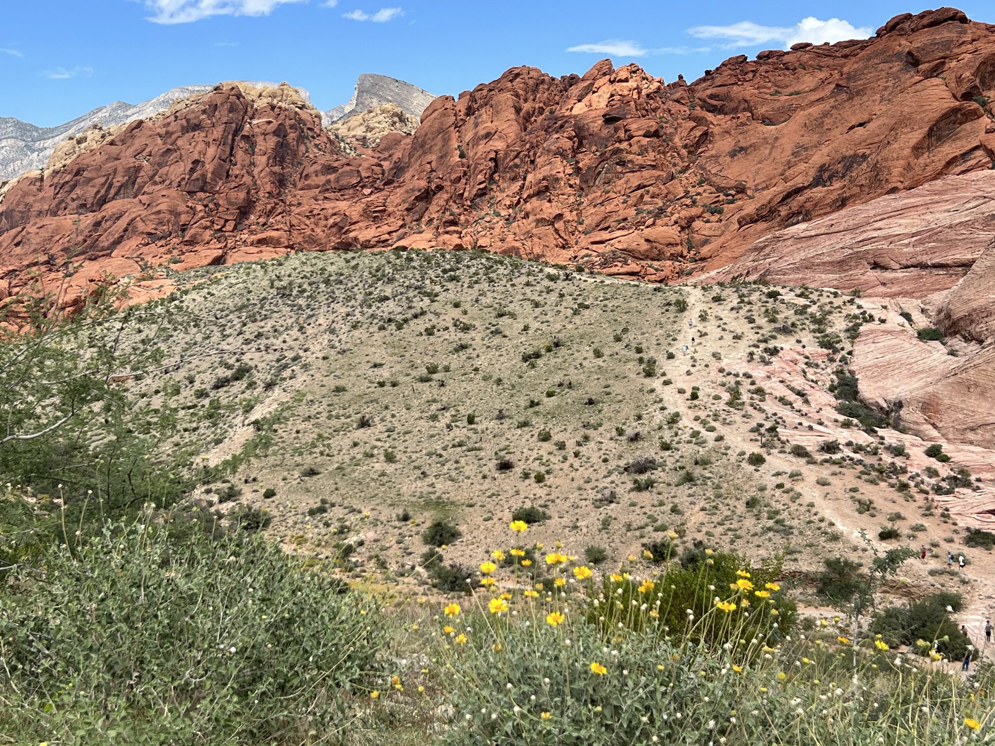 Red rock mountains, desert scrub, and yellow wildflowers under a blue sky. - Sandstone Quarry – Calico Tanks Trail loop from Red Rock Canyon Visitor Center