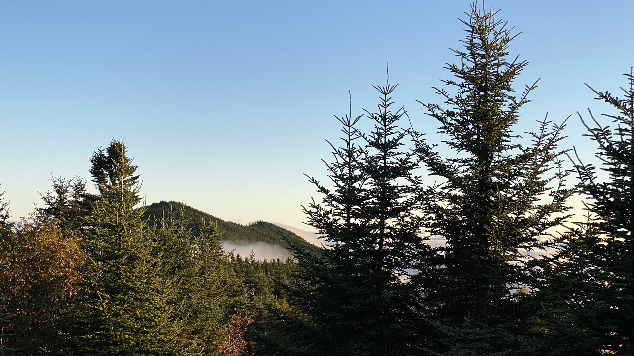 Evergreen trees frame a distant mountain peak with low-lying fog. - Old Mitchell Toll Road