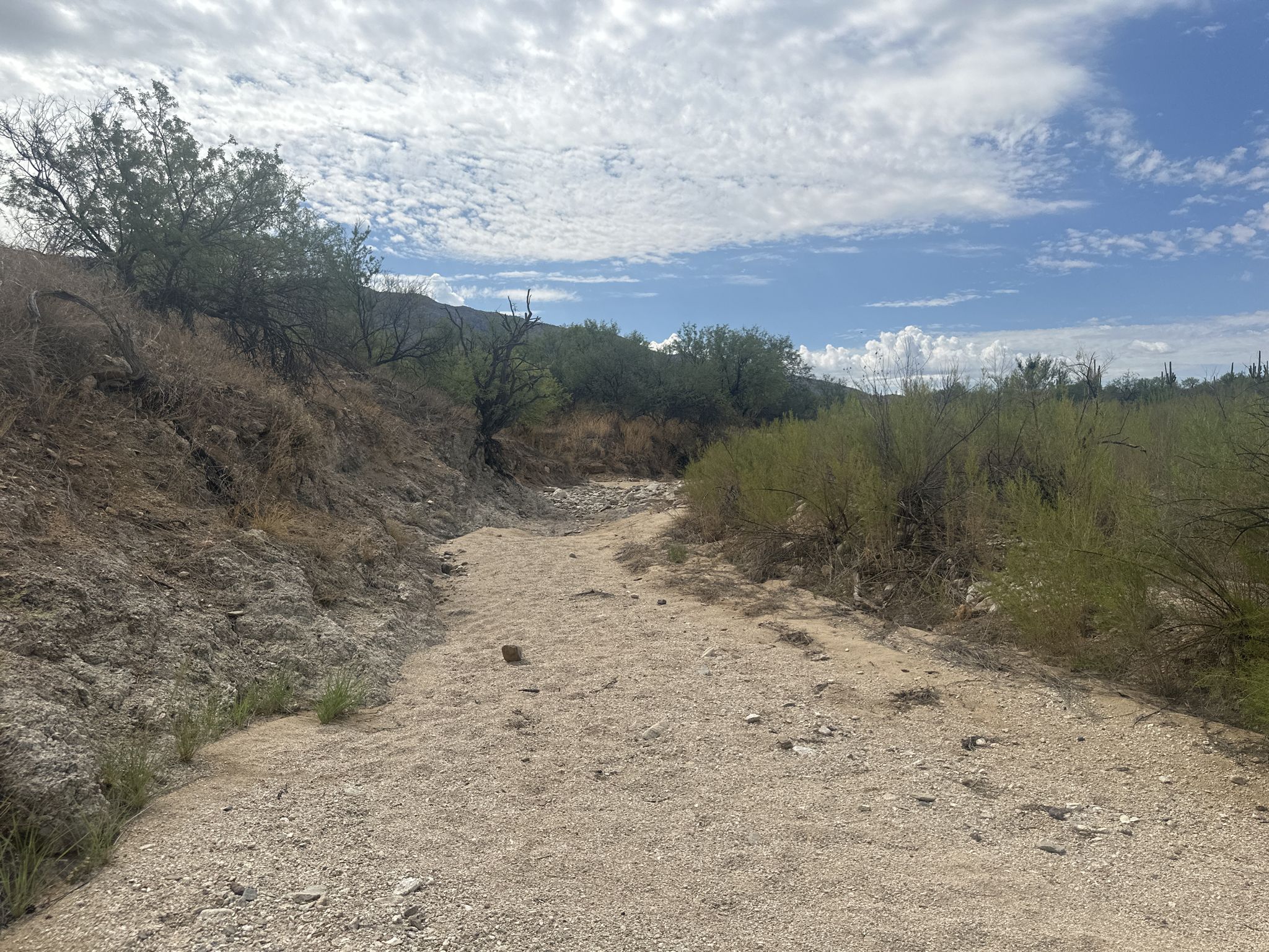 Dry sandy wash winding through desert vegetation under a cloudy sky. - Loma Verde and Squeeze Pen Loop