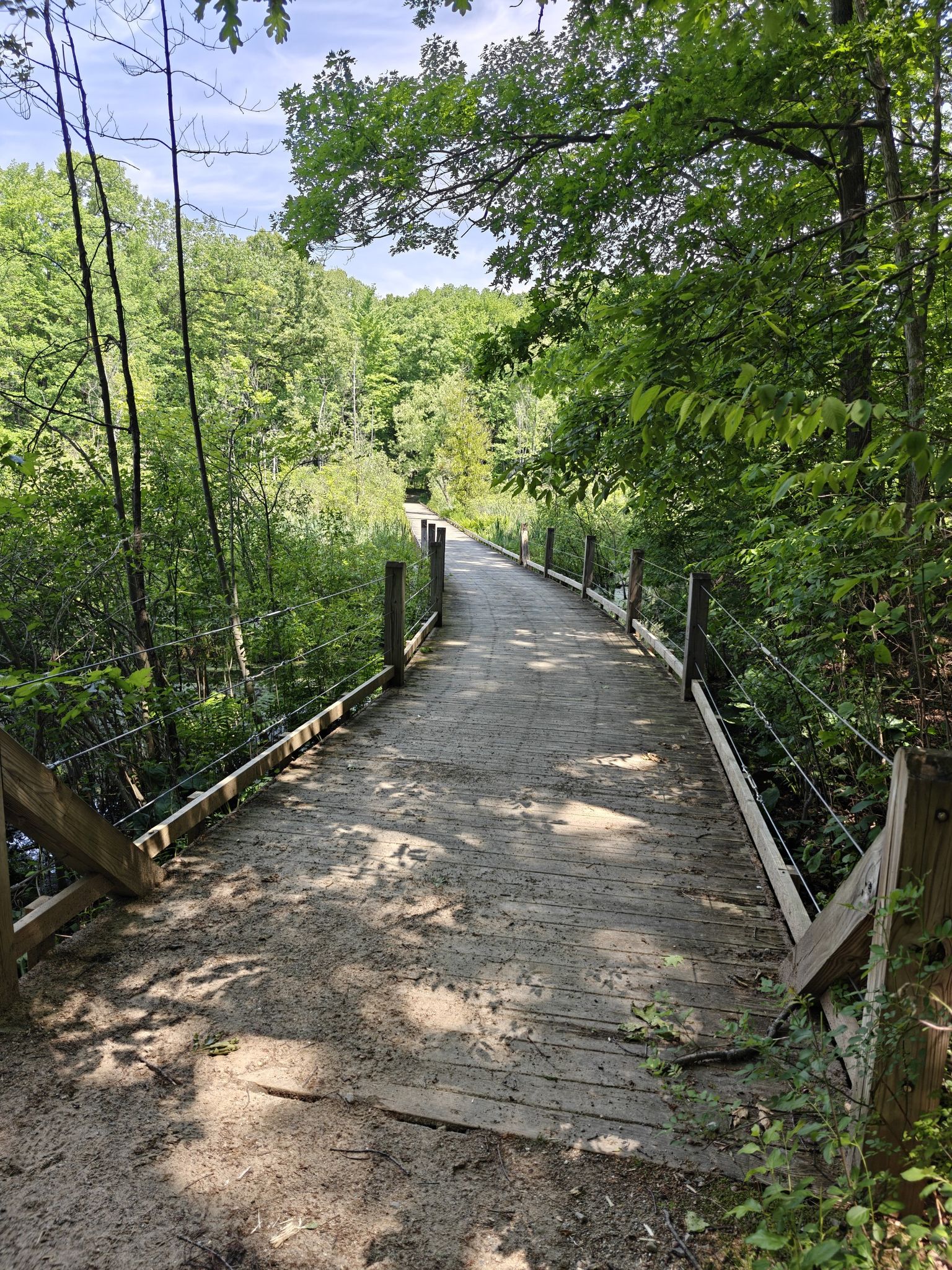 A sunny wooden boardwalk through a lush green forest, dappled light. - Springlake Loop