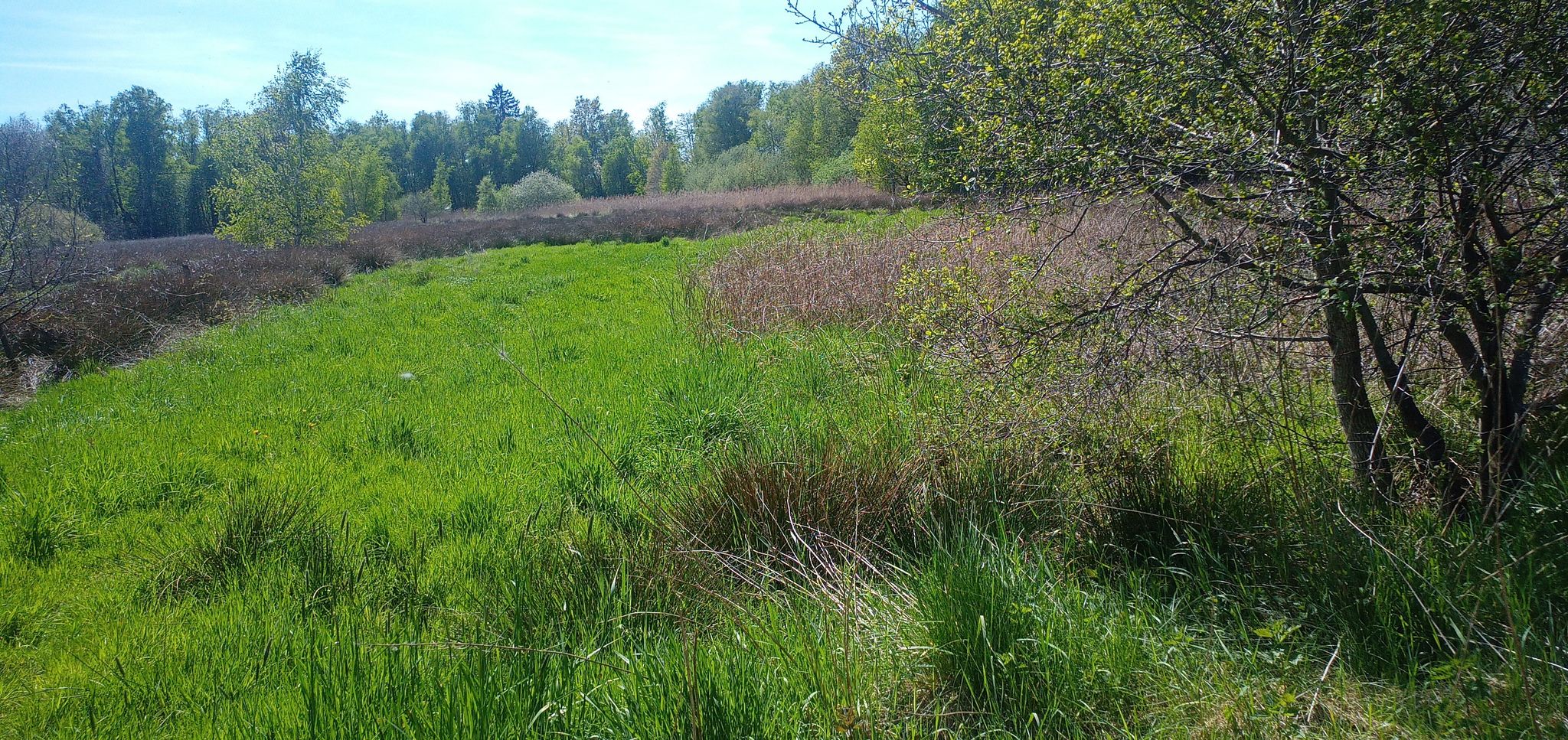Wiesen mit Binsenanteil stehen unter Naturschutz. Binsen sind coole Pflanzen und wurden früher zum Flechten (Stuhlsitze, Körbe) verwendet