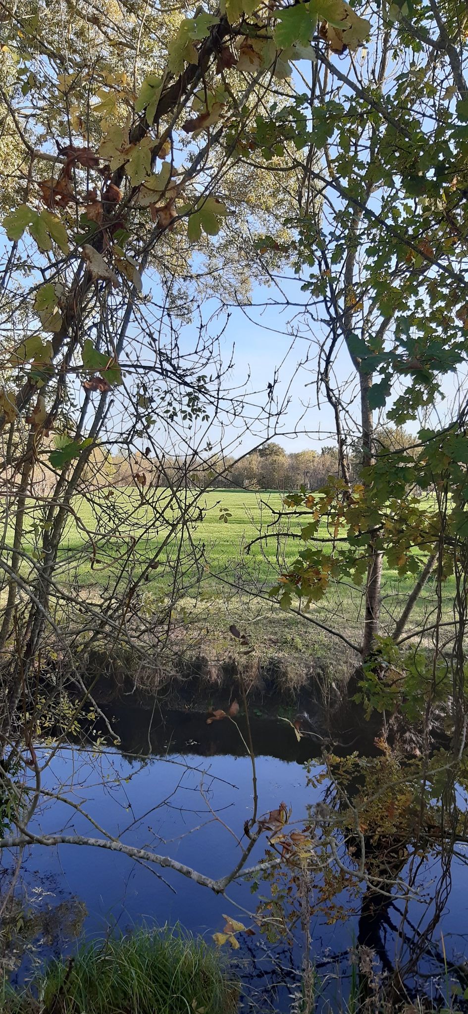 Une jolie vue sur le marais mouillé et ses grands prés