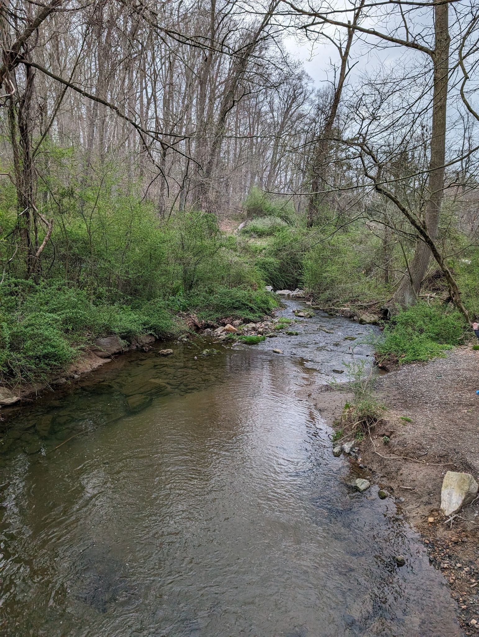 Clear stream flowing through a wooded area with bare trees under soft light. - Ridley Creek Full White Trail Loop