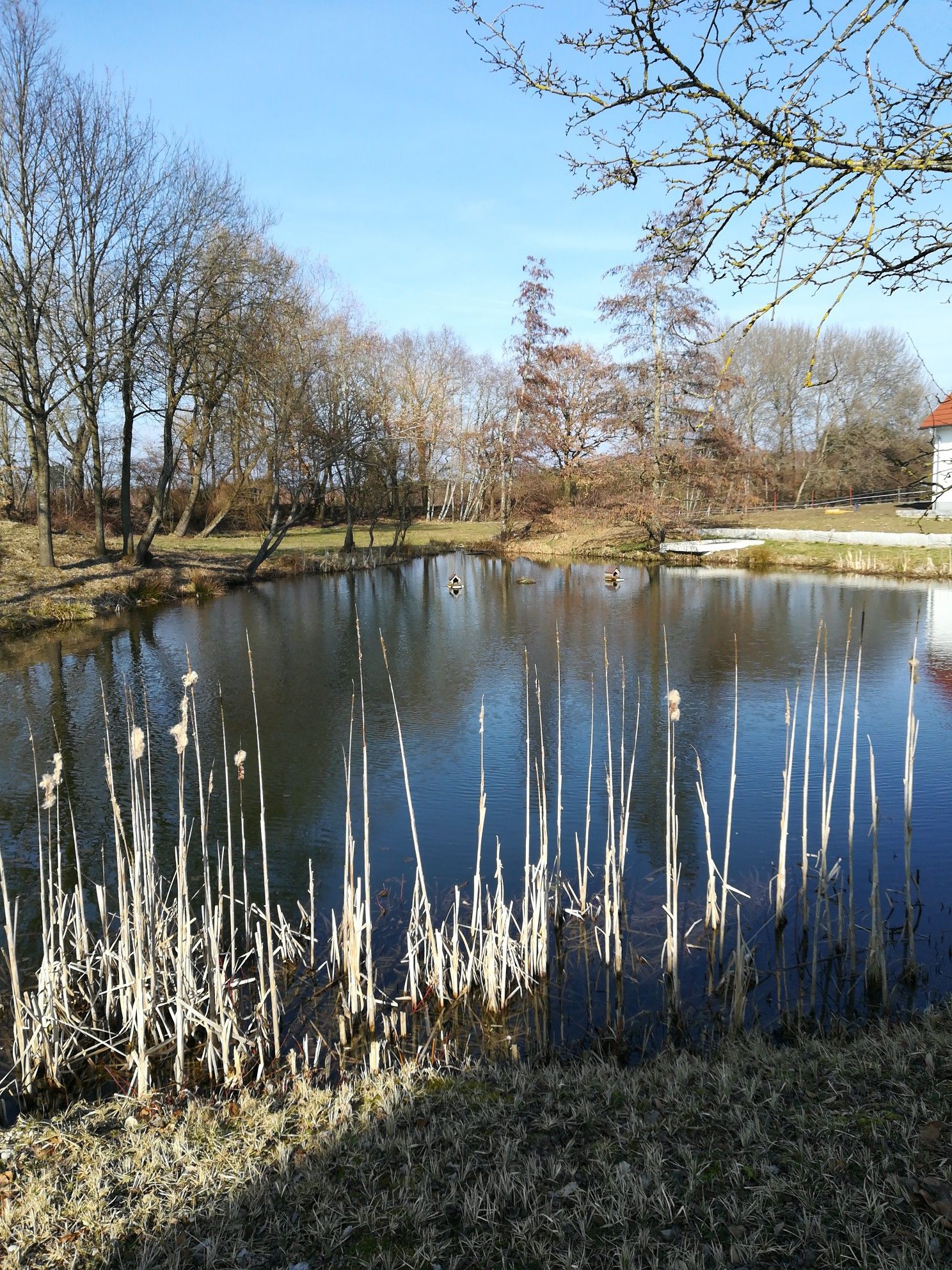 Weiher in Reichertsried